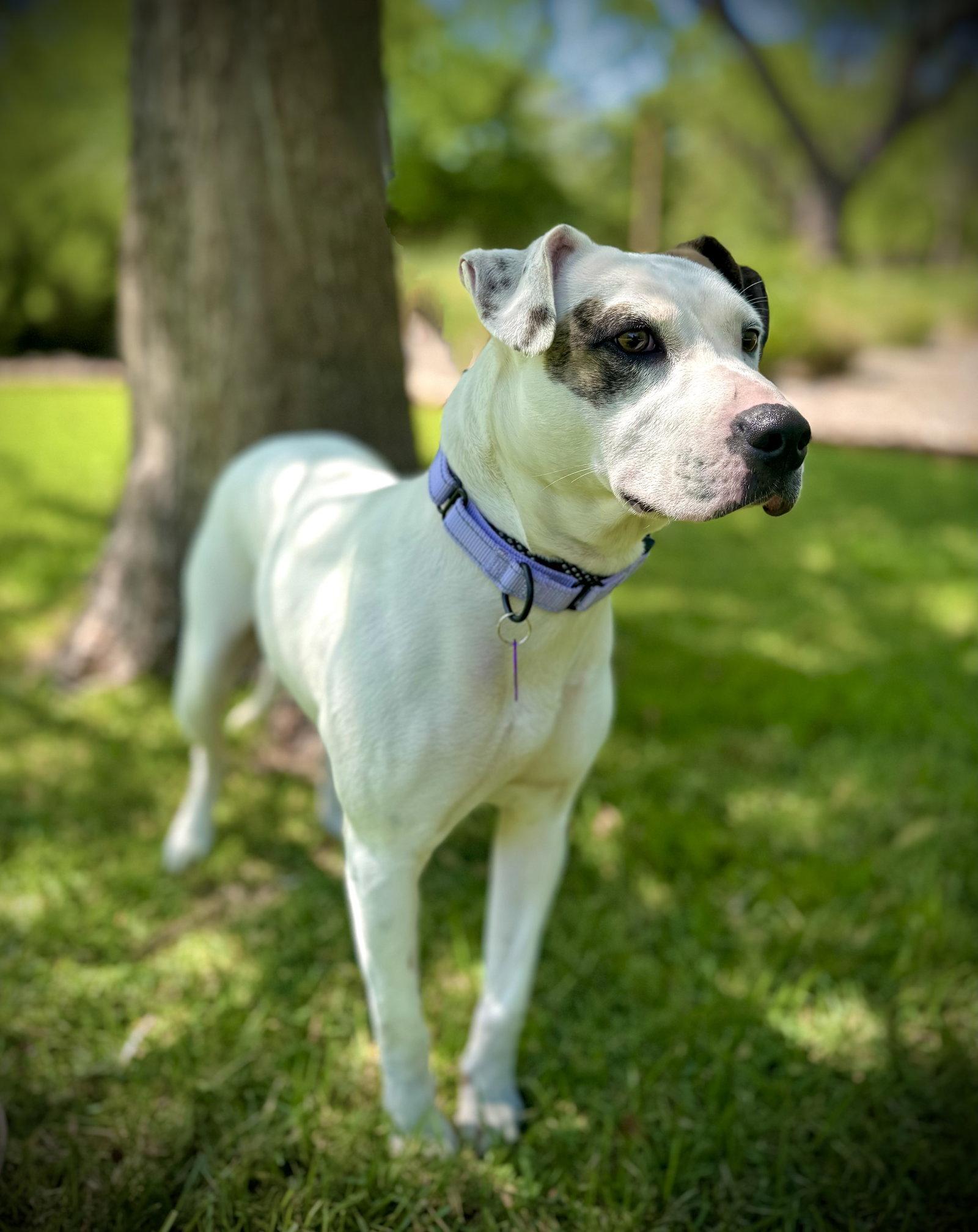 Enlarge Calliope (Callie), a Adopted Pit Bull Terrier in Pleasanton, TX image 2/3