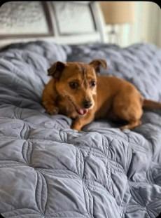 Phoenix, Adoptable, Adult Female Chihuahua & Dachshund.