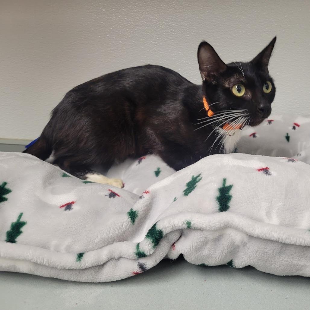 Melody, a Adoptable Domestic Short Hair in Westminster, CA image 1/2