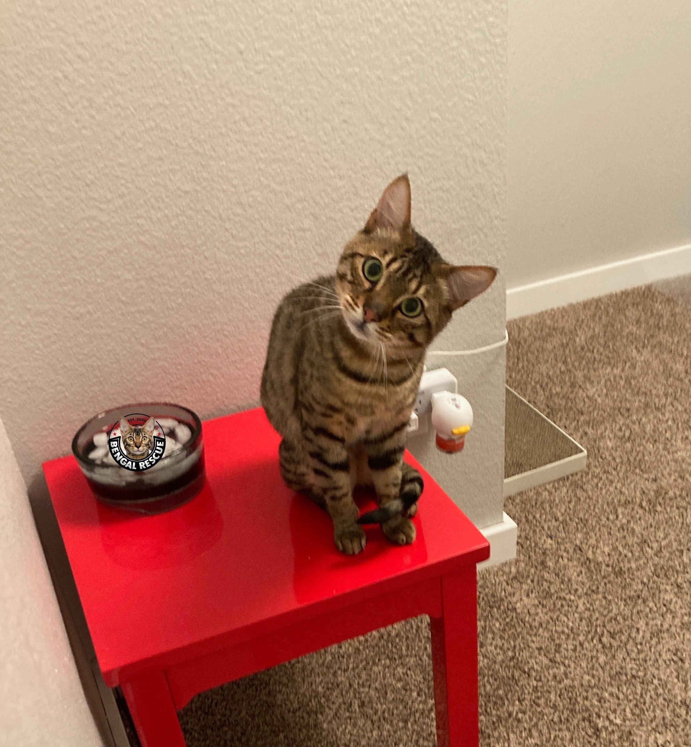 Marley, ADOPTABLE, Young Male Bengal.