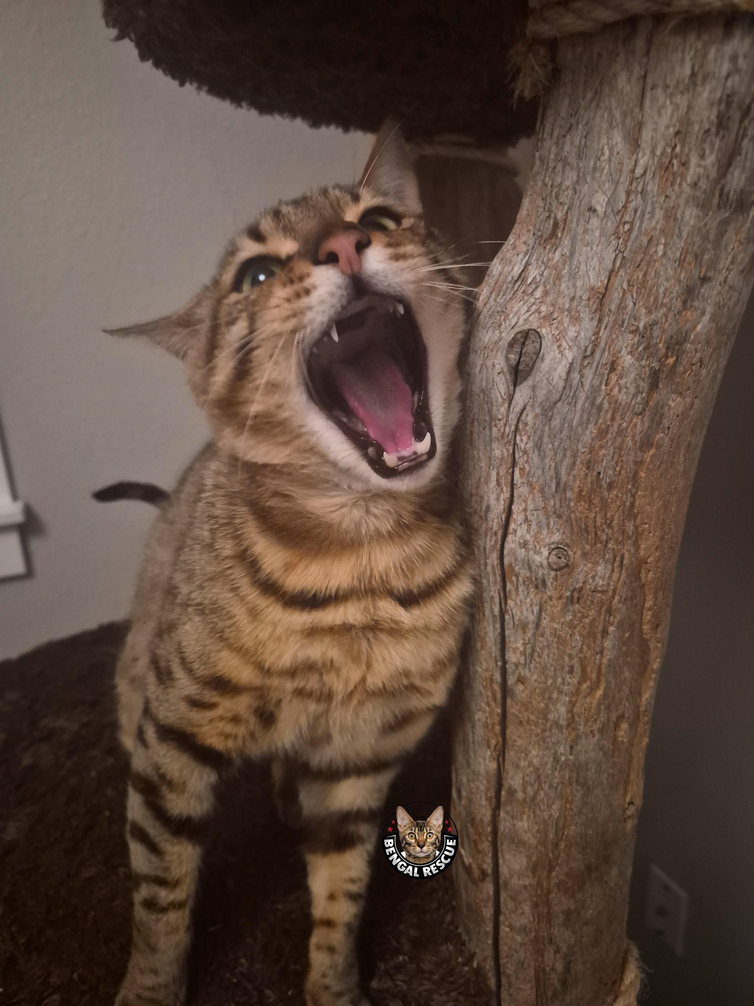 Marley, a ADOPTABLE Bengal in Vancouver, WA image 2/6