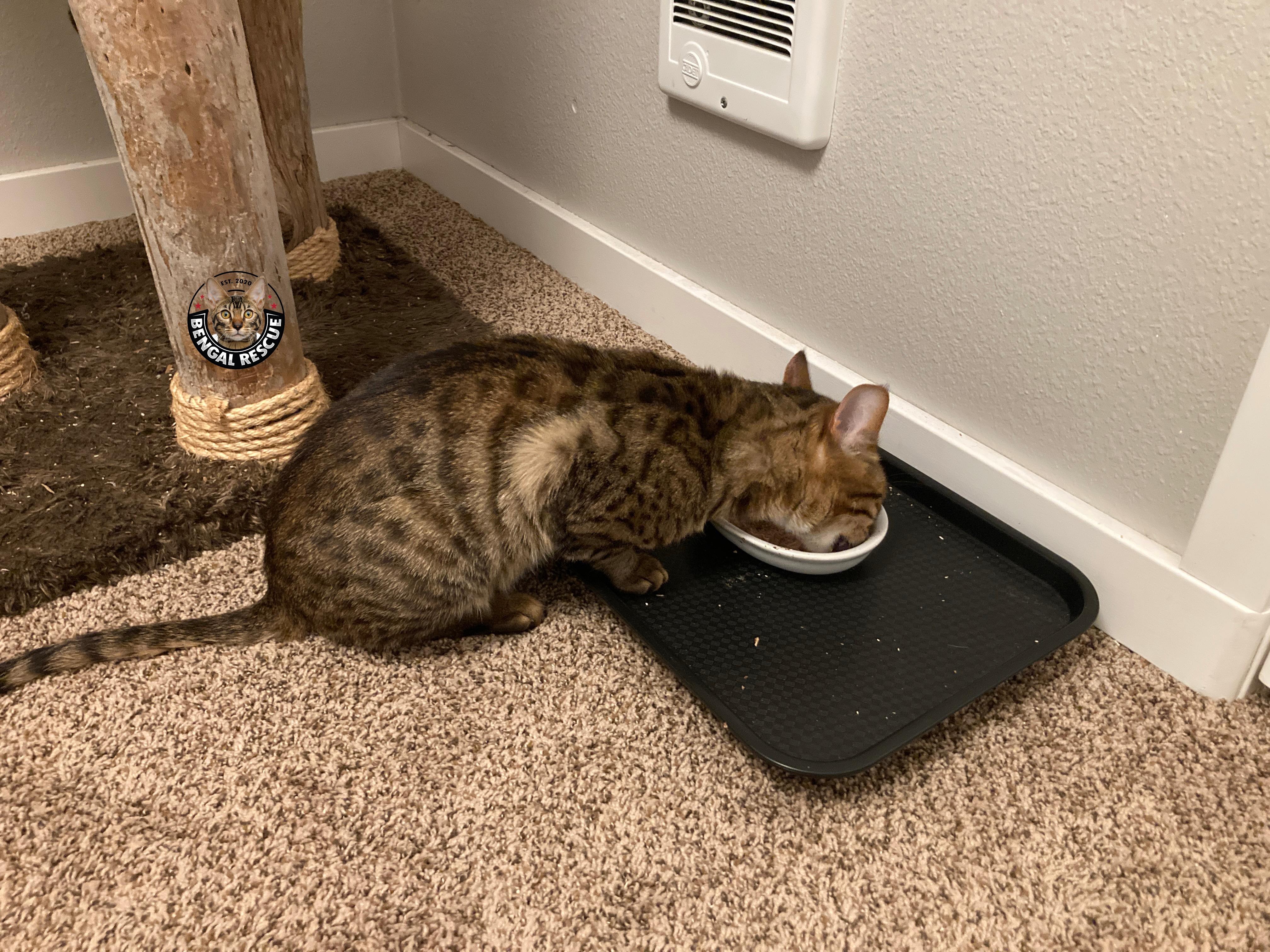 Marley, a ADOPTABLE Bengal in Vancouver, WA image 6/6