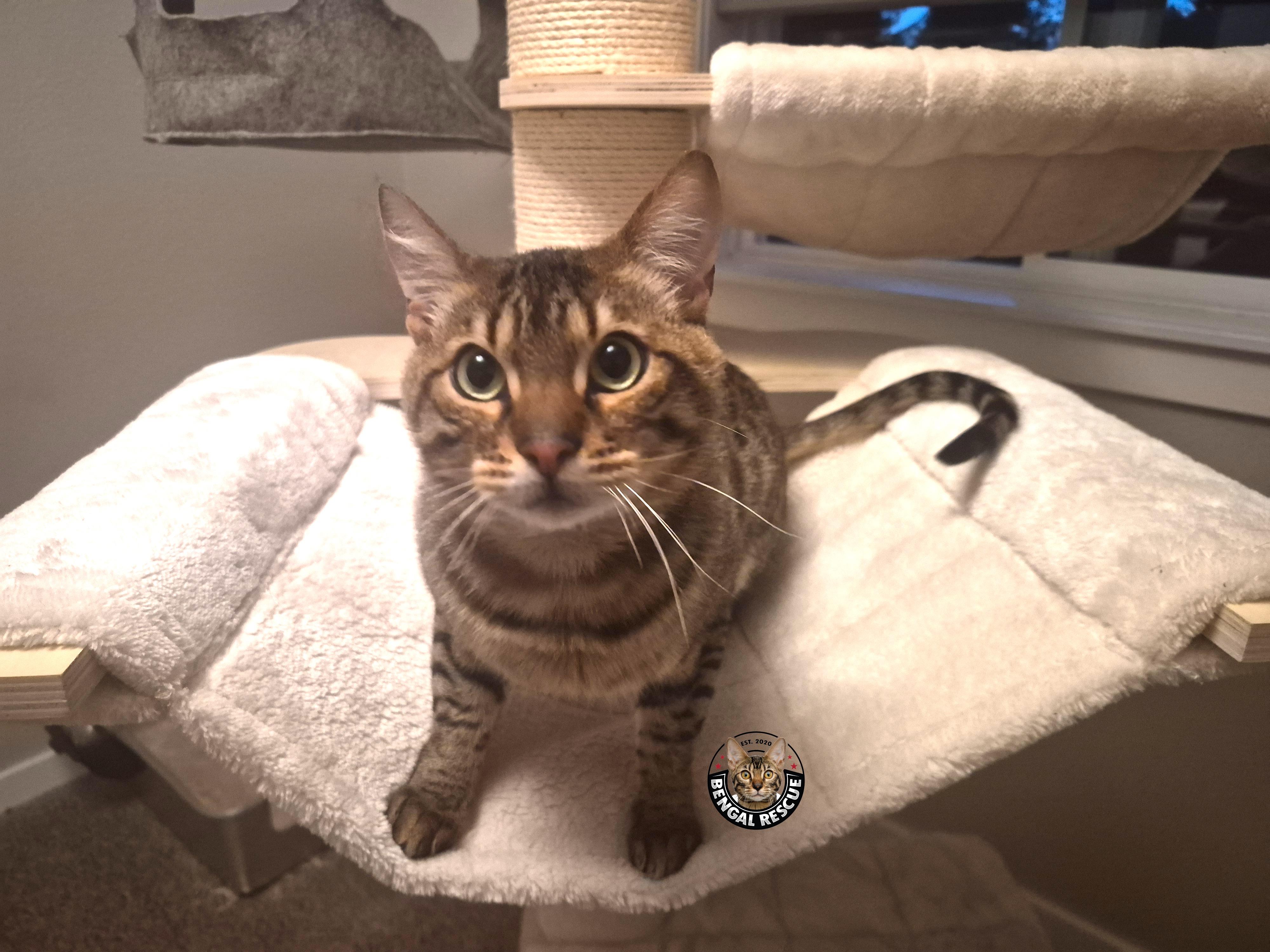Marley, a ADOPTABLE Bengal in Vancouver, WA image 4/6