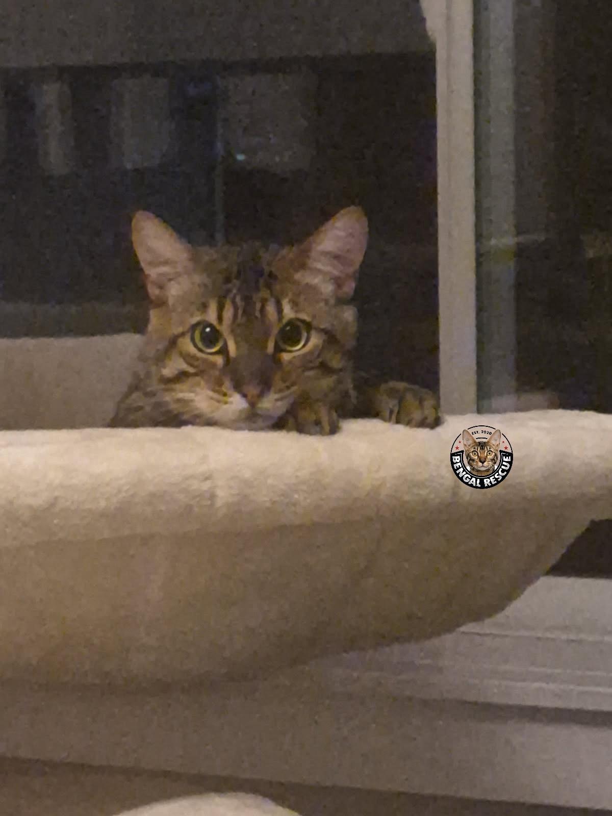 Marley, a ADOPTABLE Bengal in Vancouver, WA image 5/6
