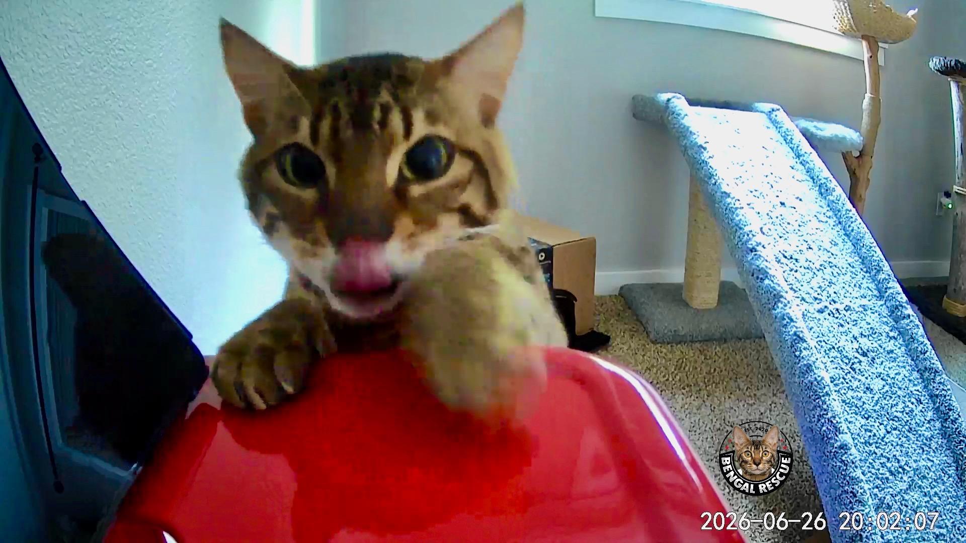 Marley, a ADOPTABLE Bengal in Vancouver, WA image 3/6