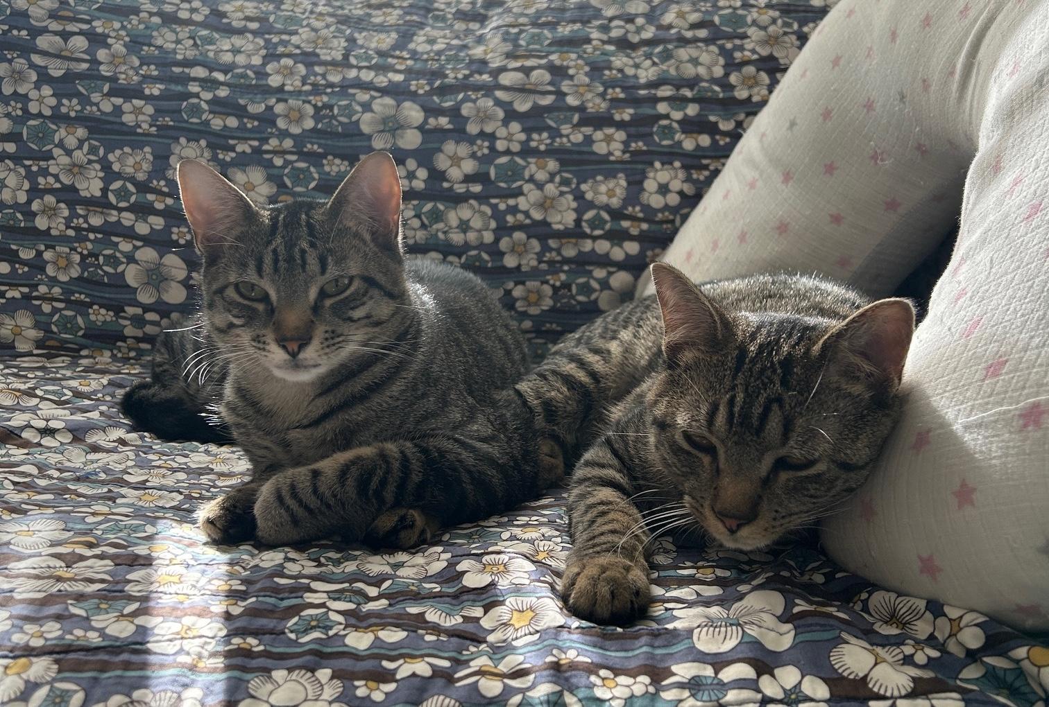 Enlarge Rory and Aurie, a Adoptable mixed breed in Glenmont, NY image 6/6