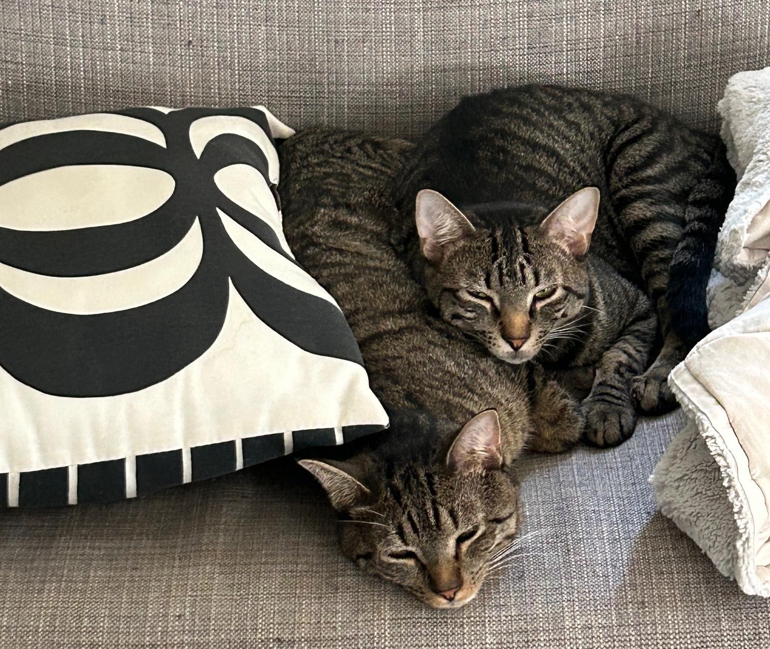 Rory and Aurie, Adoptable, Kitten Male Domestic Short Hair.