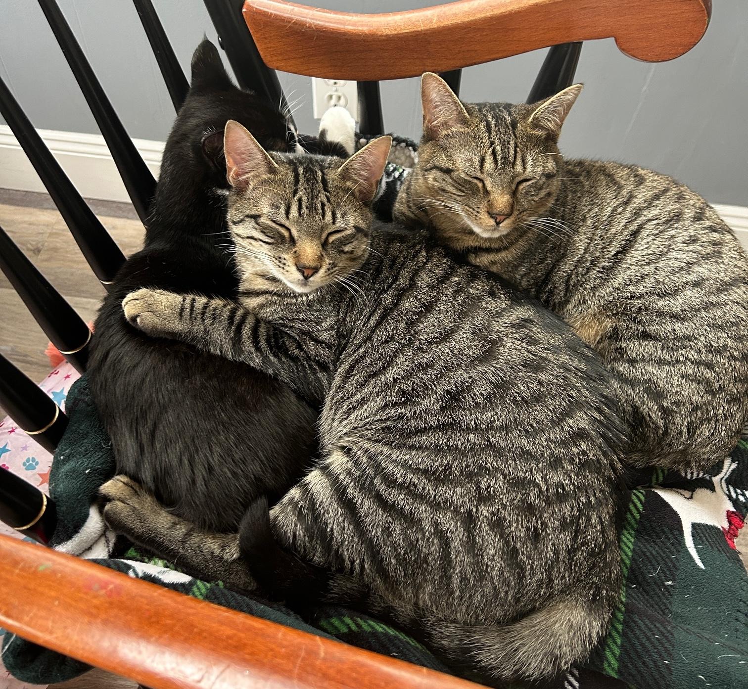 Enlarge Rory and Aurie, a Adoptable mixed breed in Glenmont, NY image 4/6