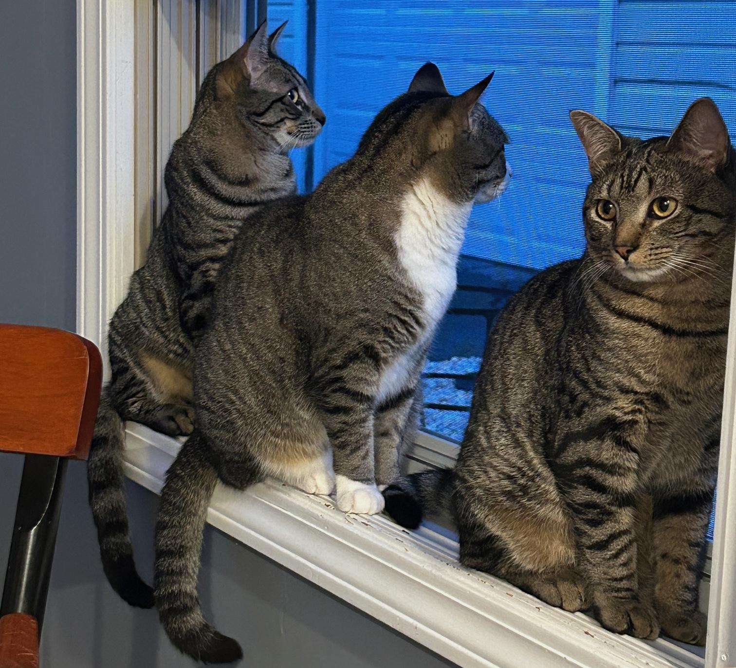 Enlarge Rory and Aurie, a Adoptable mixed breed in Glenmont, NY image 2/6