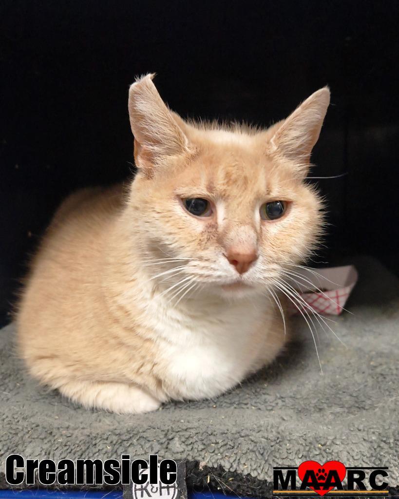 Creamsicle, Adoptable, Senior Male Domestic Short Hair.