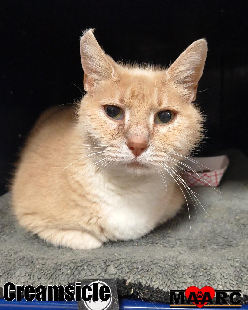 Enlarge Creamsicle, a Adoptable mixed breed in Maryville, TN image 2/2