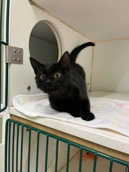 Piper, Adoptable, Adult Female Domestic Short Hair & Domestic Short Hair.