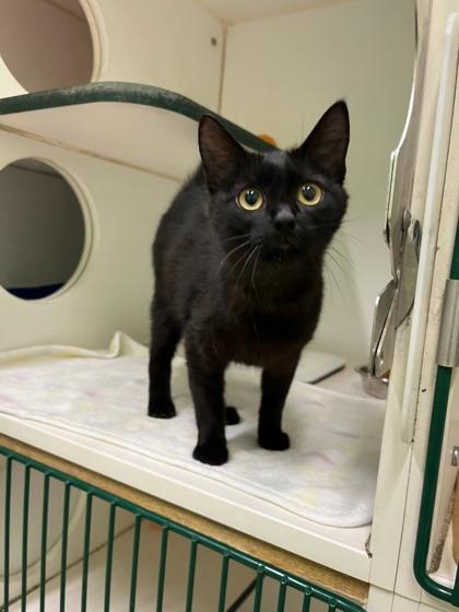 Enlarge Piper, a Adoptable mixed breed in Mansfield, TX image 2/3