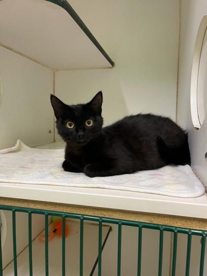 Enlarge Piper, a Adoptable mixed breed in Mansfield, TX image 3/3