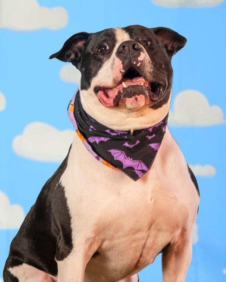 Timber, Adoptable, Adult Male Pit Bull Terrier.