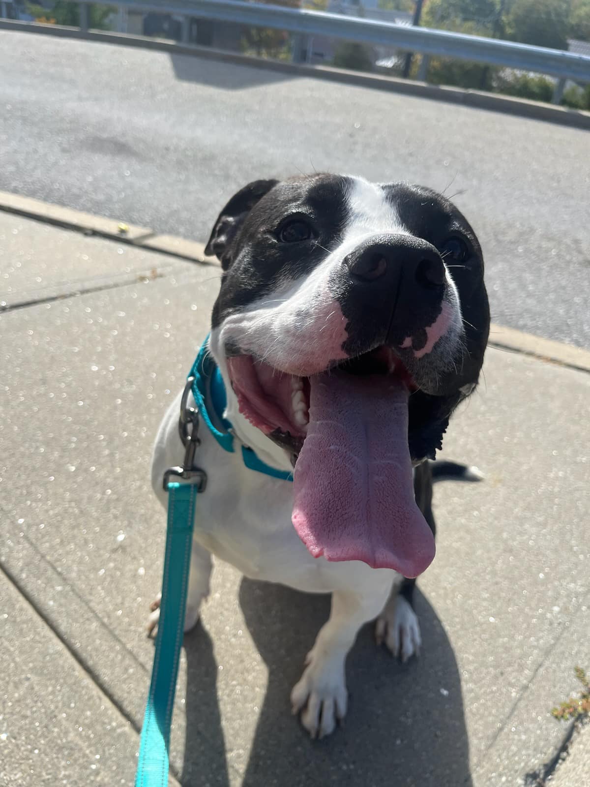 Timber, Adoptable, Adult Male Pit Bull Terrier.