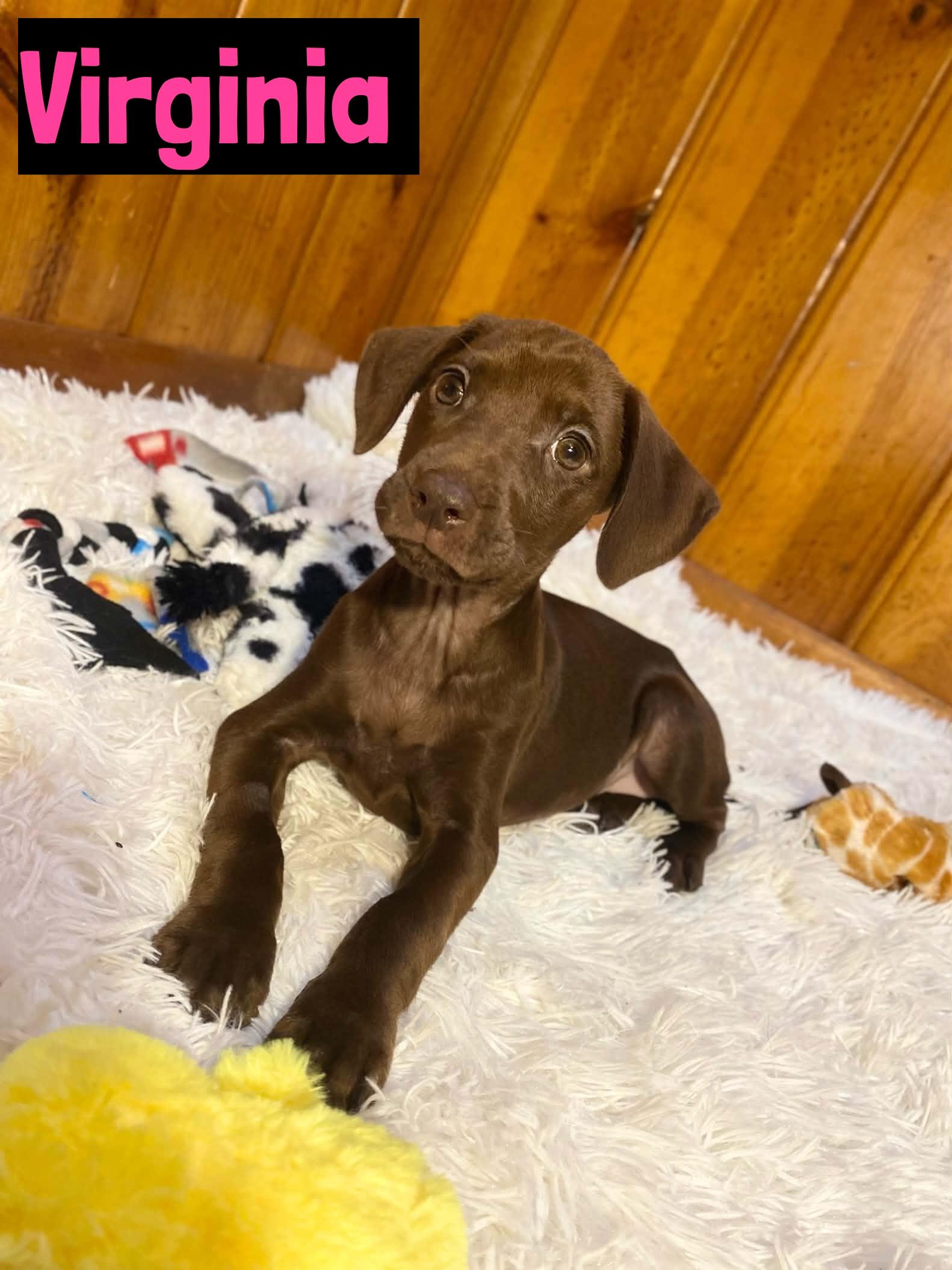 Virginia, adopted, Puppy Female Mixed Breed.