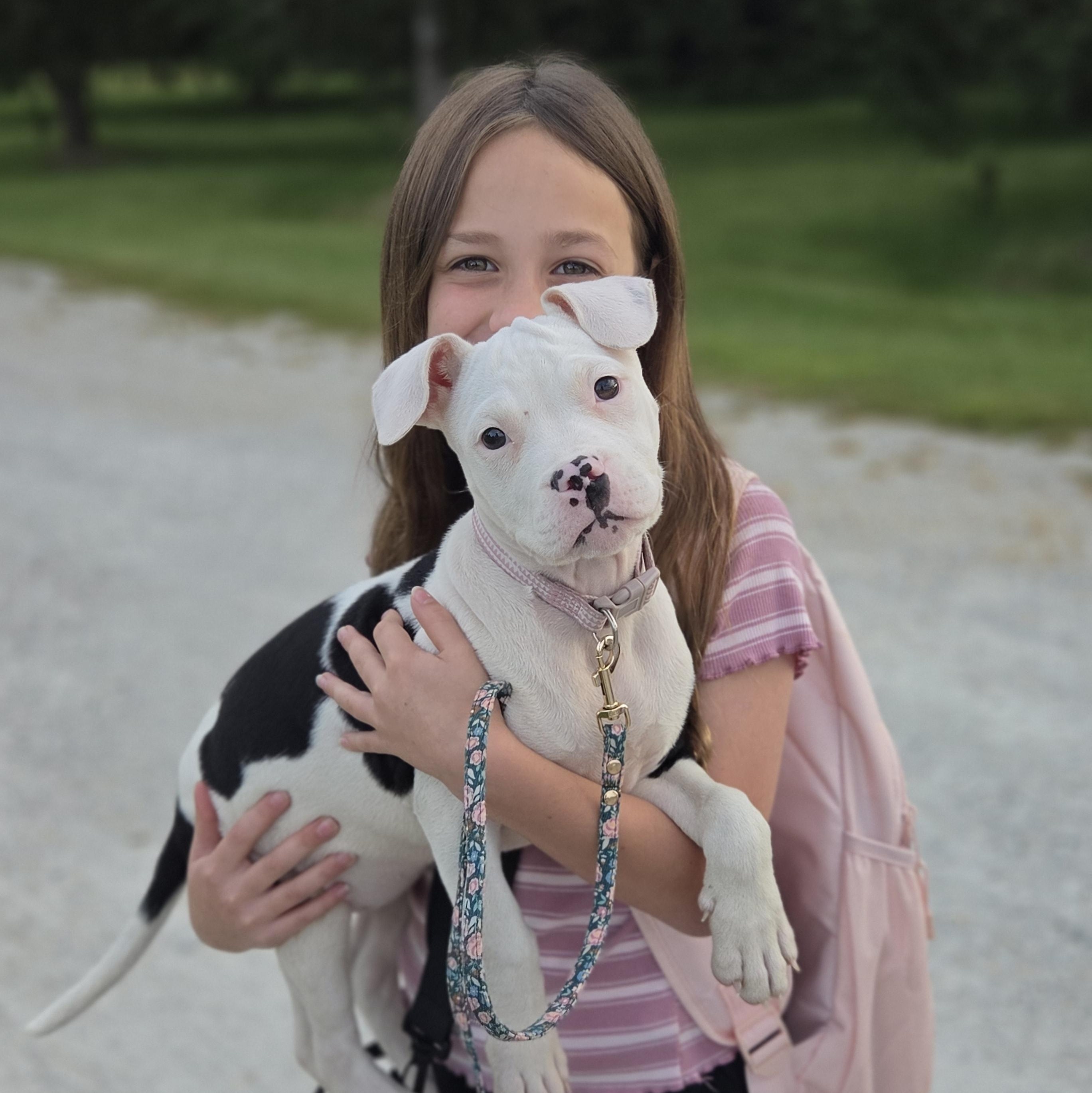 Enlarge Vada, a ADOPTABLE Pit Bull Terrier in Peotone, IL image 2/5