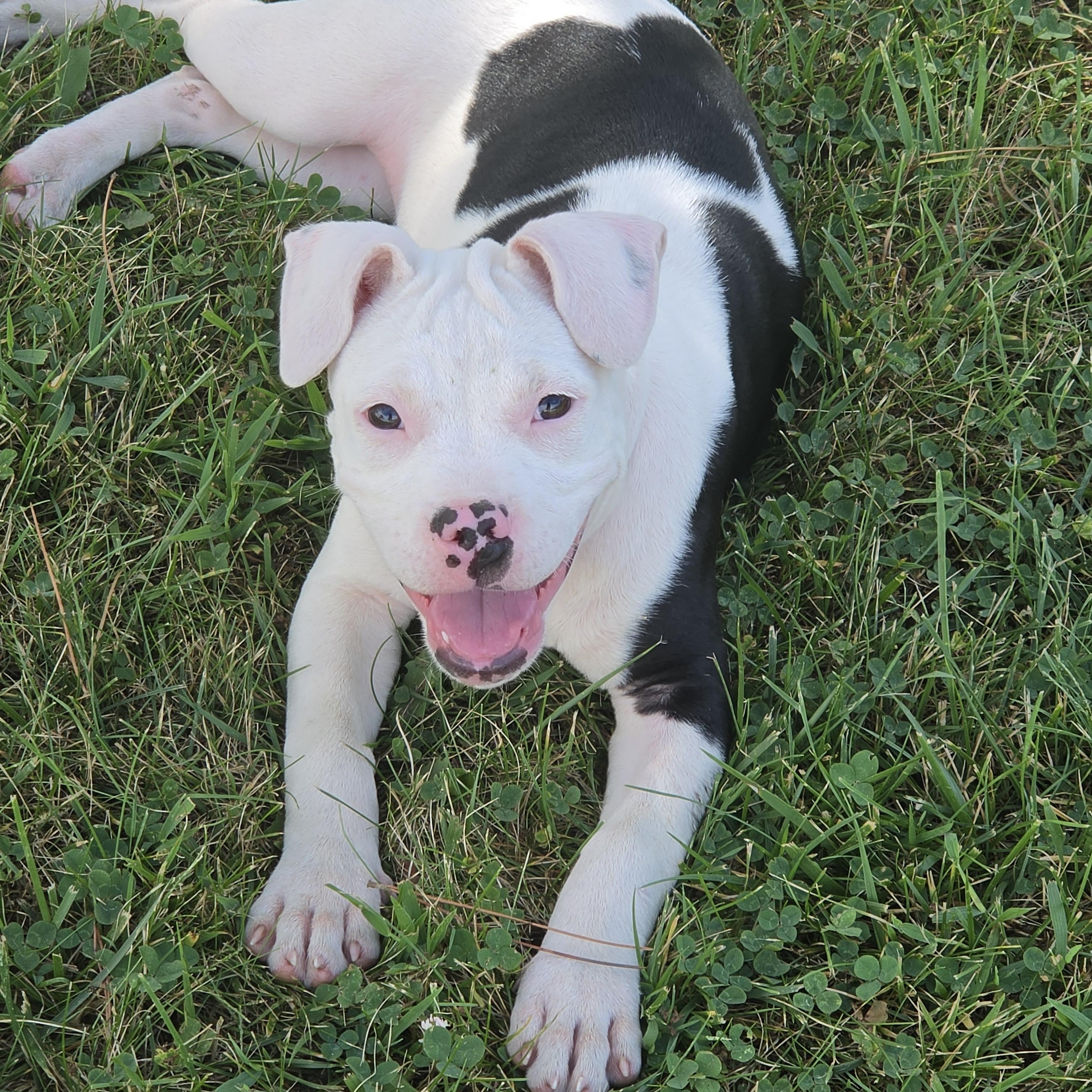 Enlarge Vada, a ADOPTABLE Pit Bull Terrier in Peotone, IL image 1/5