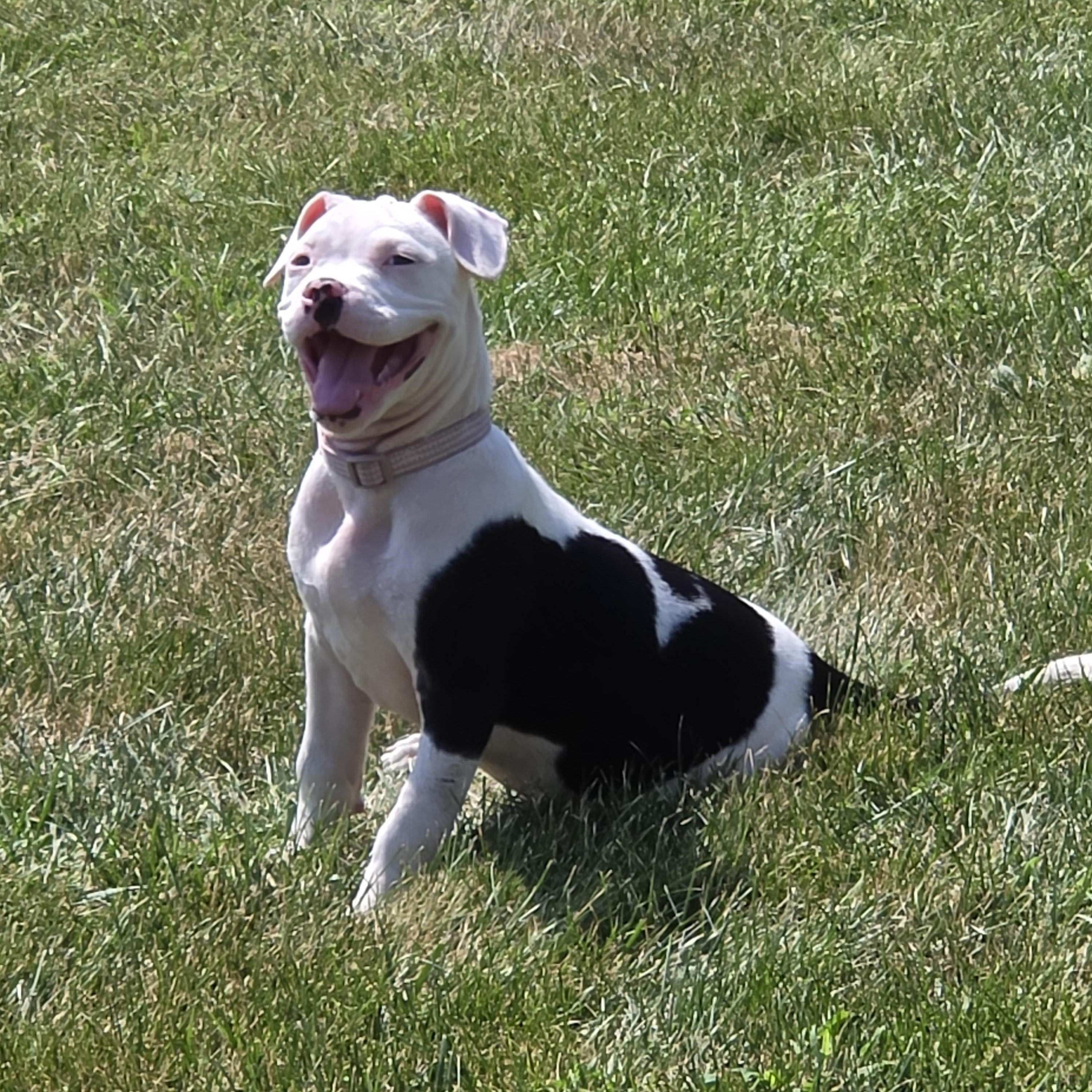 Enlarge Vada, a ADOPTABLE Pit Bull Terrier in Peotone, IL image 3/5