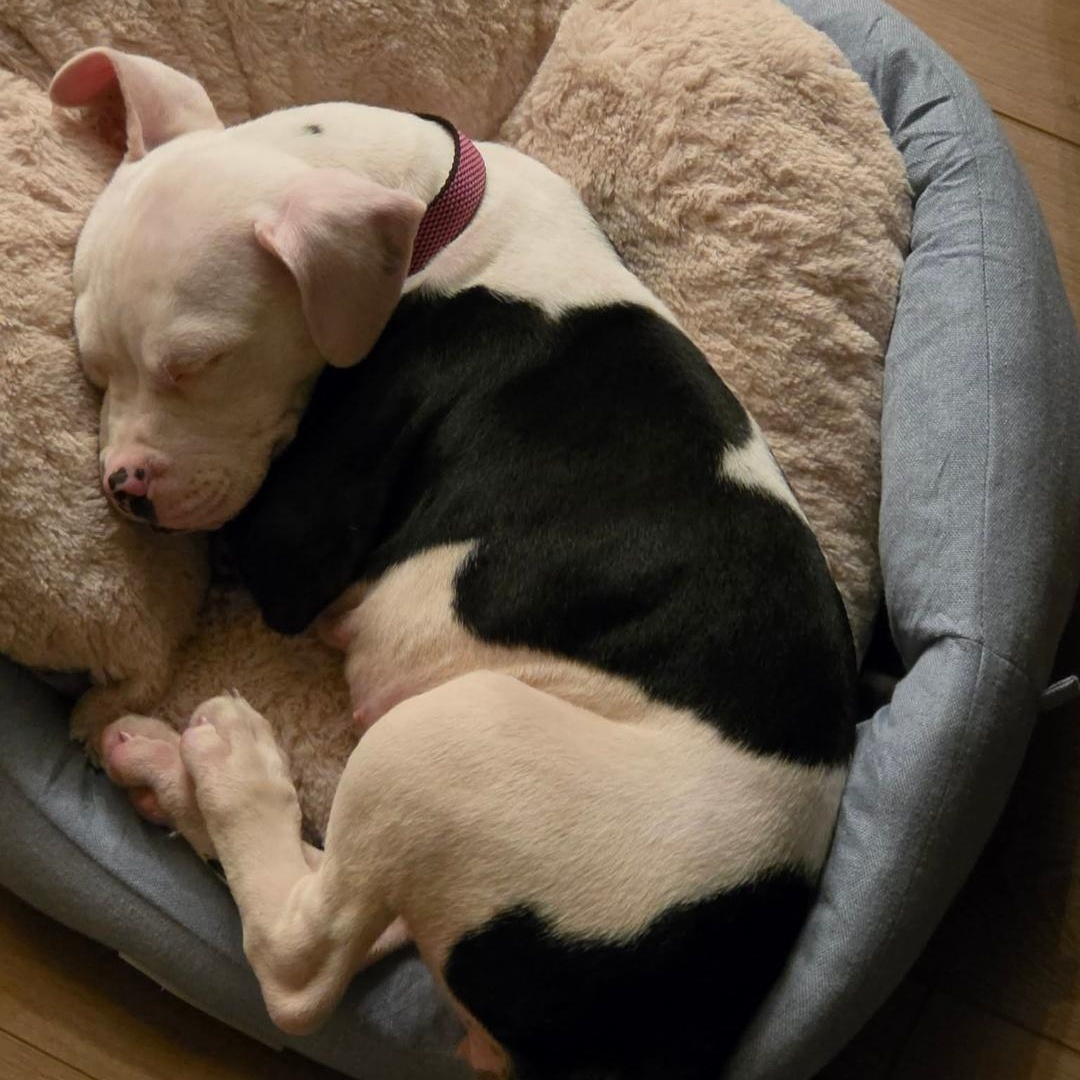 Enlarge Vada, a ADOPTABLE Pit Bull Terrier in Peotone, IL image 5/5