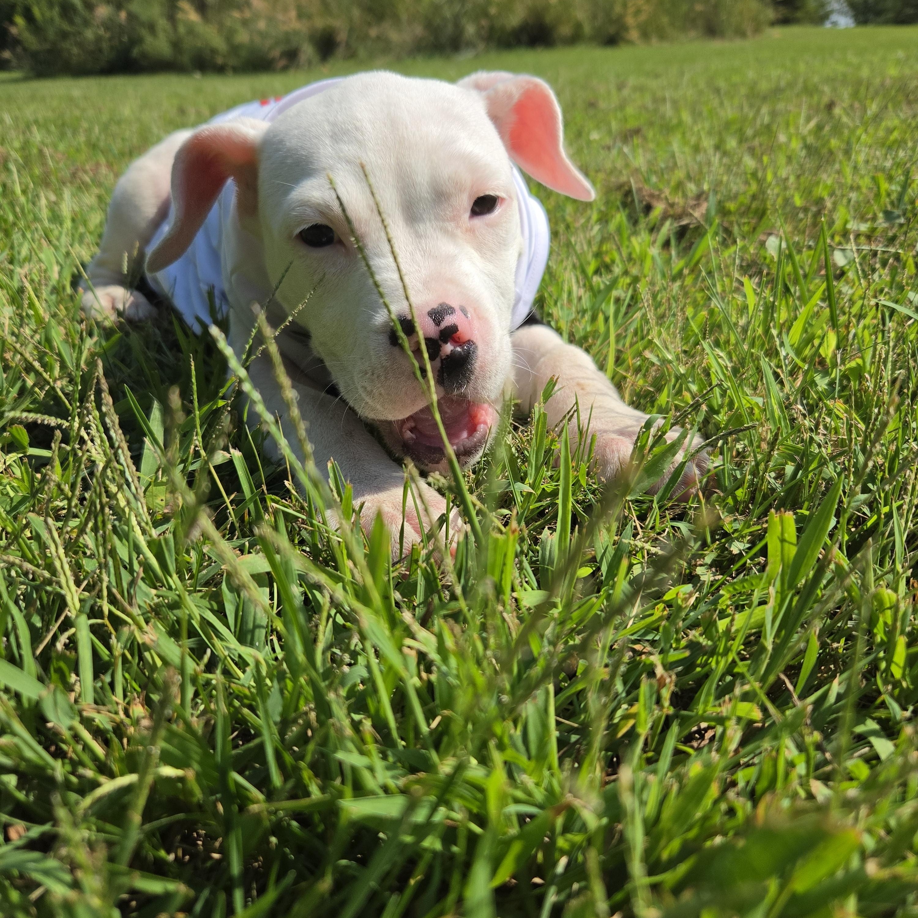 Enlarge Vada, a ADOPTABLE Pit Bull Terrier in Peotone, IL image 4/5