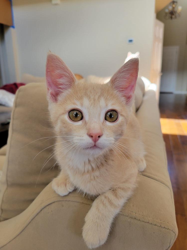 Dobbs — thumbnail 2