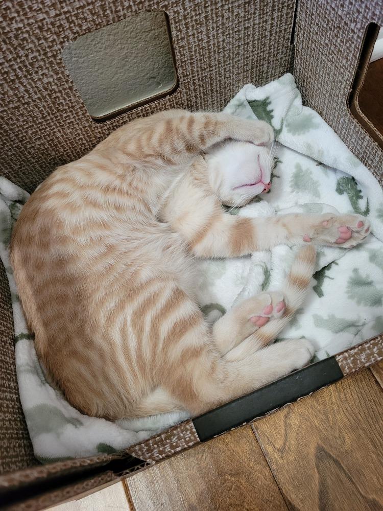 Dobbs — thumbnail 3