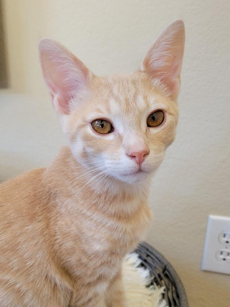 Dobbs — thumbnail 4