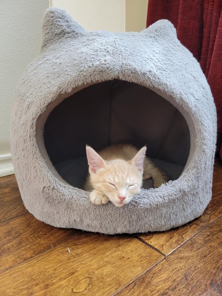 Dobbs — thumbnail 6