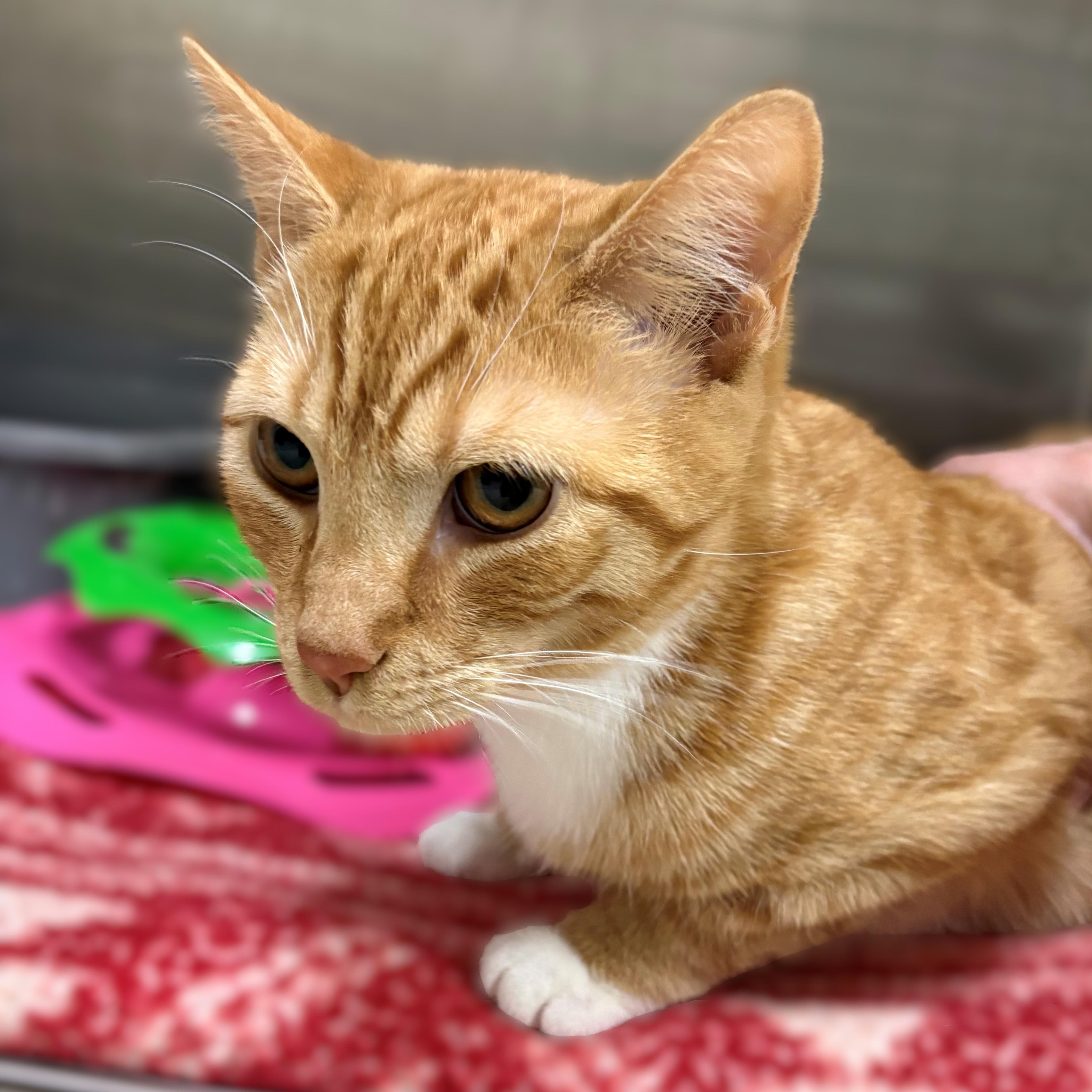 Enlarge Maddie- #50419, a ADOPTABLE Domestic Short Hair in Columbia, MD image 2/3