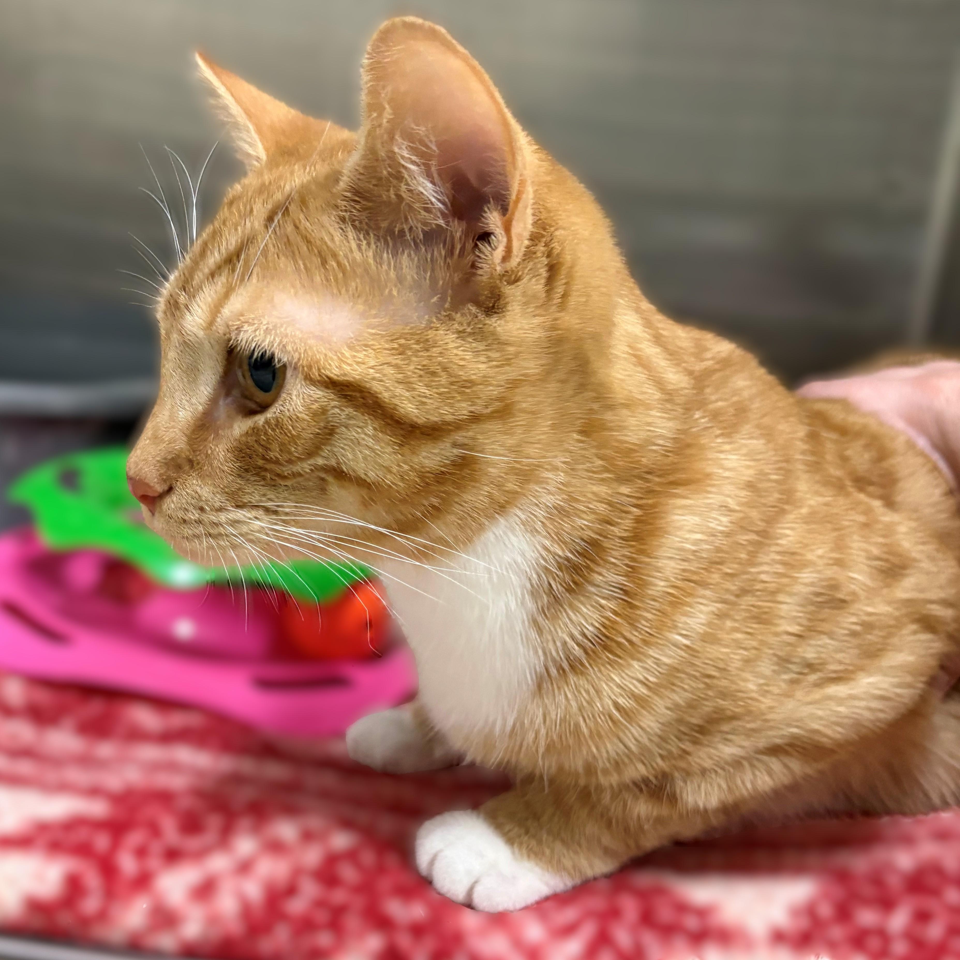 Enlarge Maddie- #50419, a ADOPTABLE Domestic Short Hair in Columbia, MD image 3/3