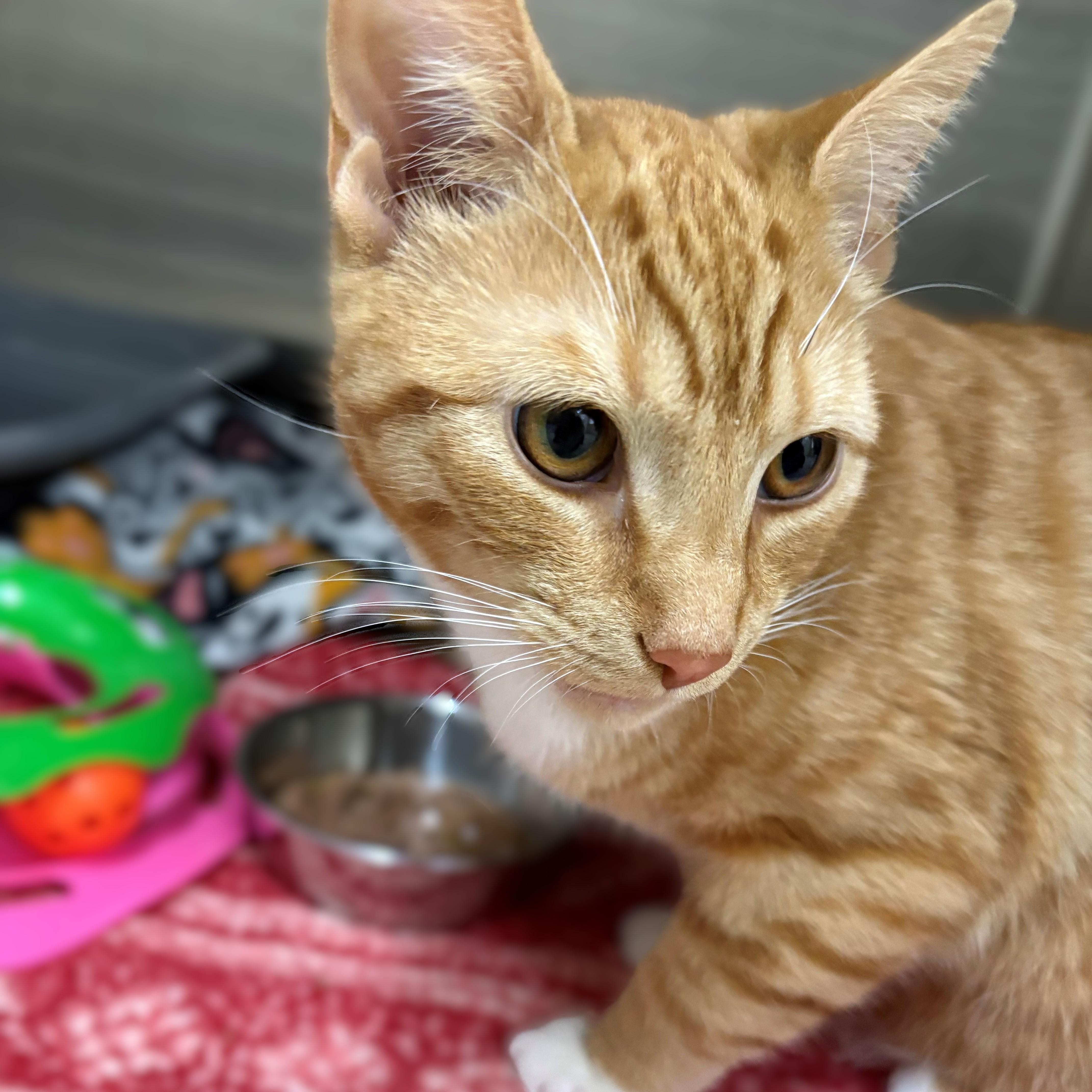 Maddie- #50419, ADOPTABLE, Young Female Domestic Short Hair.