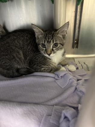 Rivian, Adoptable, Kitten Male Domestic Short Hair & Domestic Short Hair.