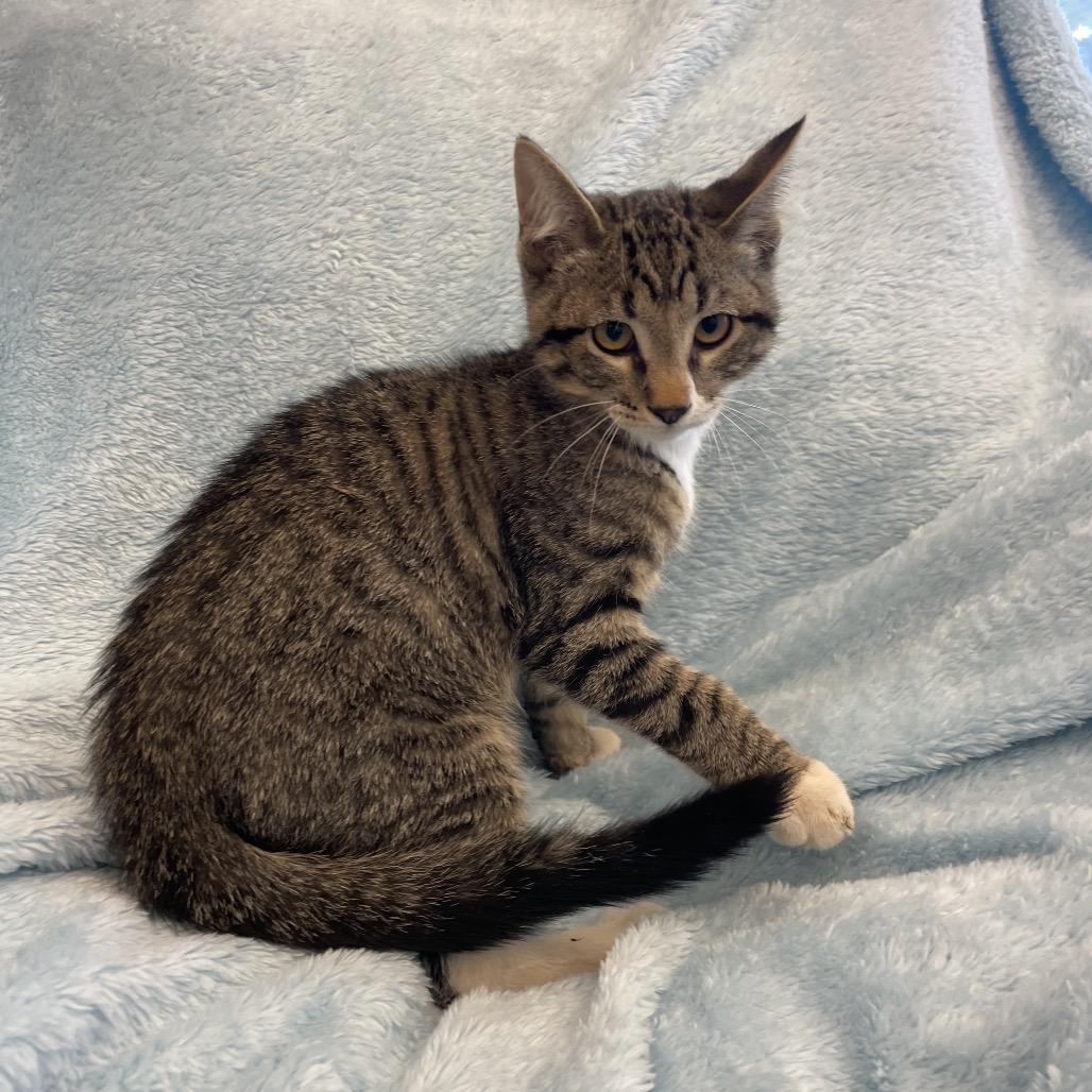 Dude, Adoptable, Kitten Male Domestic Short Hair.
