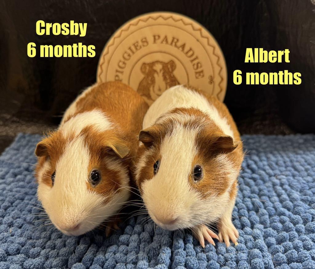 Enlarge Crosby & Albert, a Adoptable Short-Haired in Red Oak, IA image 1/1