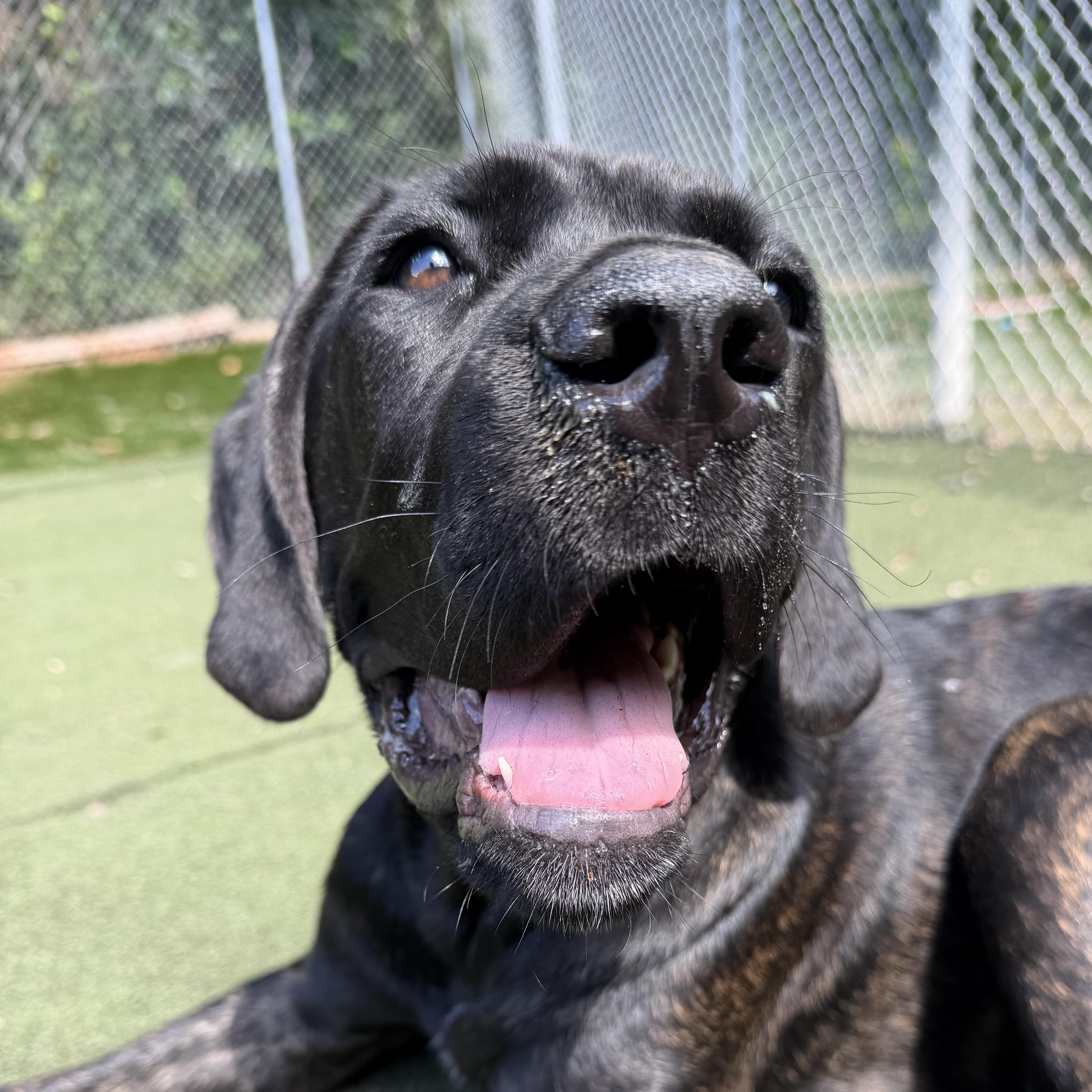 Thora, ADOPTABLE, Puppy Female Mastiff.