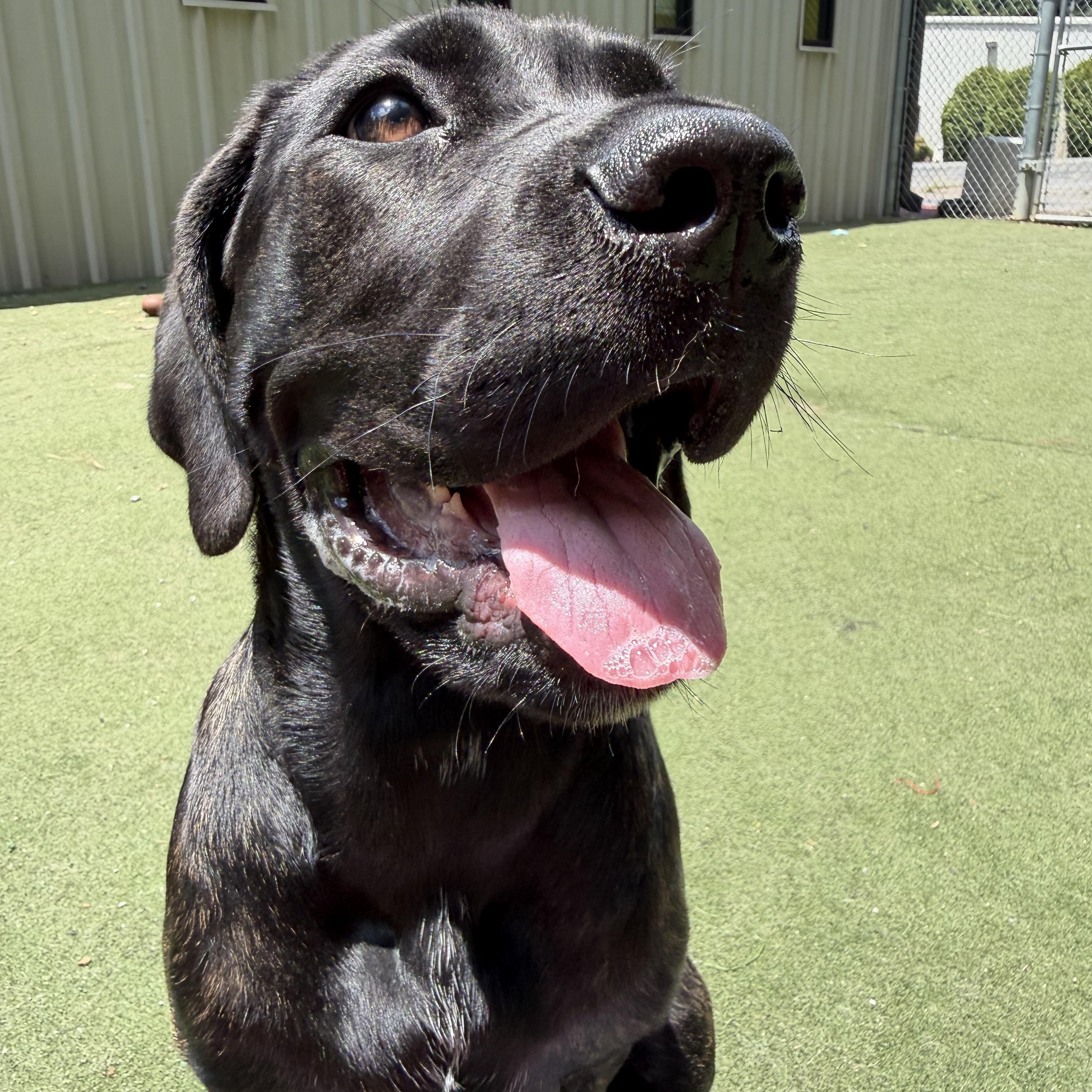 Thora, a ADOPTABLE Mastiff in Charlotte, NC image 4/6