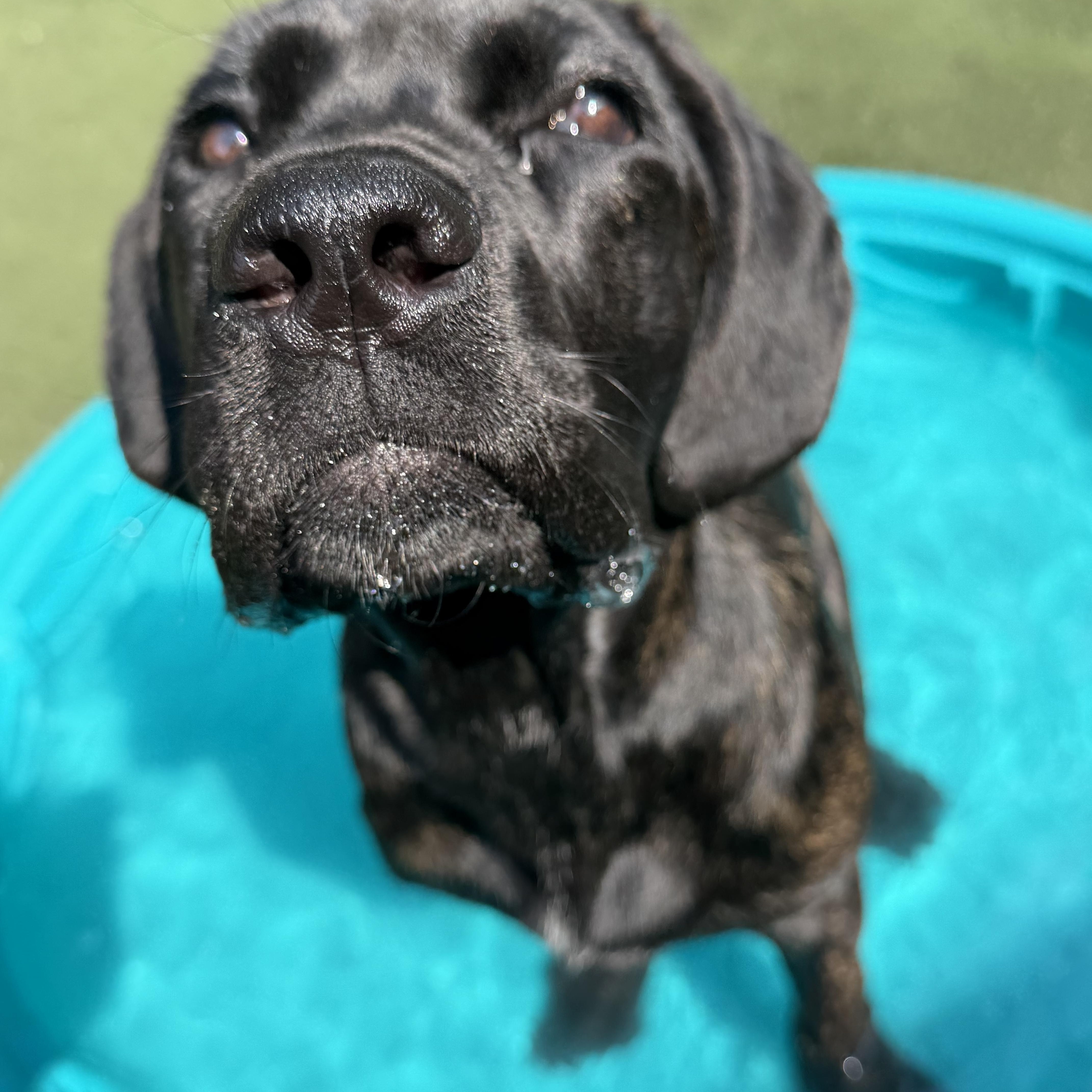 Thora, a ADOPTABLE Mastiff in Charlotte, NC image 2/6