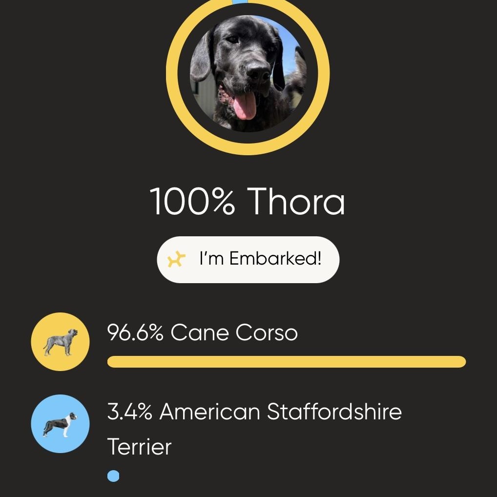 Enlarge Thora, a Adoptable Cane Corso in Charlotte, NC image 3/6