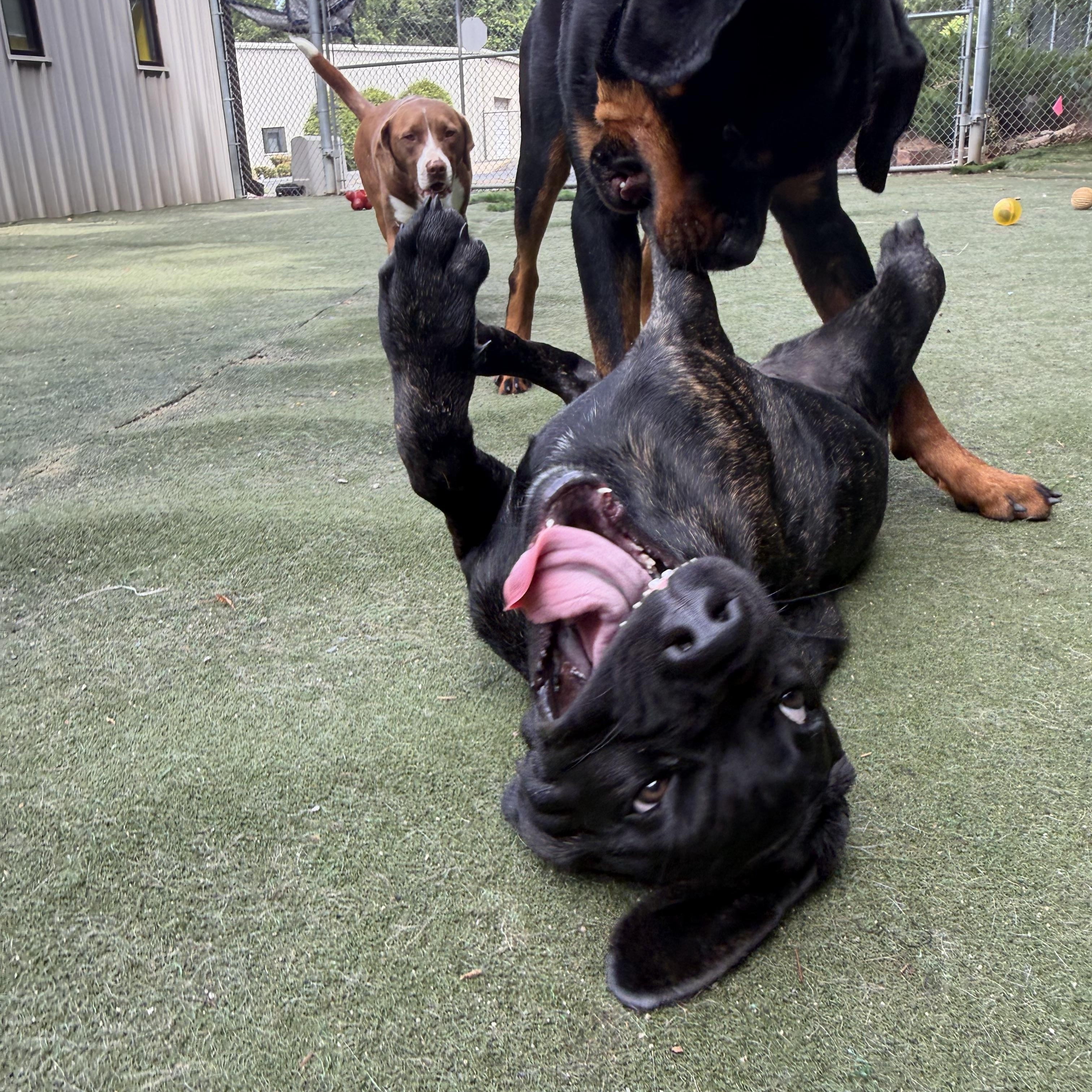Thora, a ADOPTABLE Mastiff in Charlotte, NC image 5/6