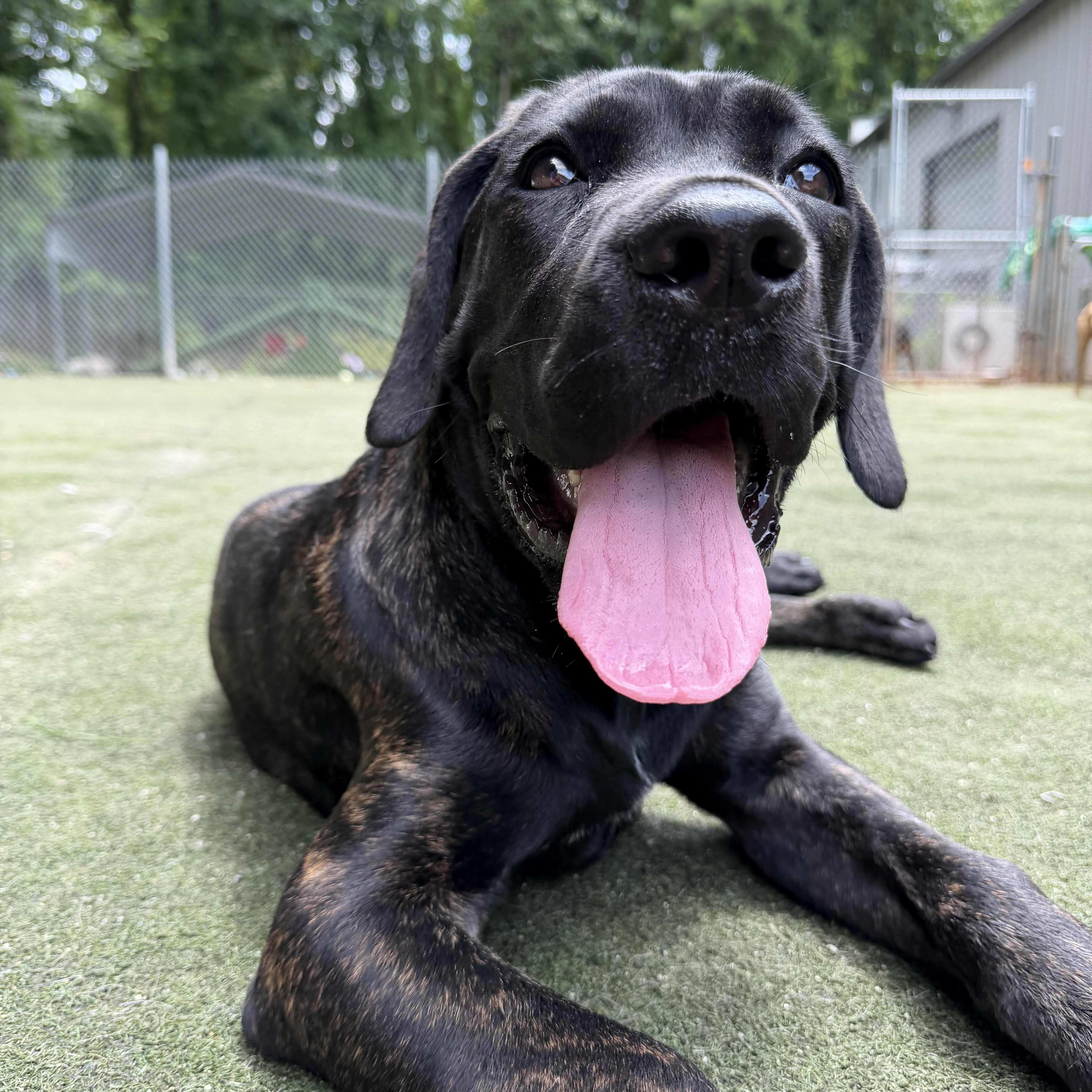 Thora, a ADOPTABLE Mastiff in Charlotte, NC image 3/6