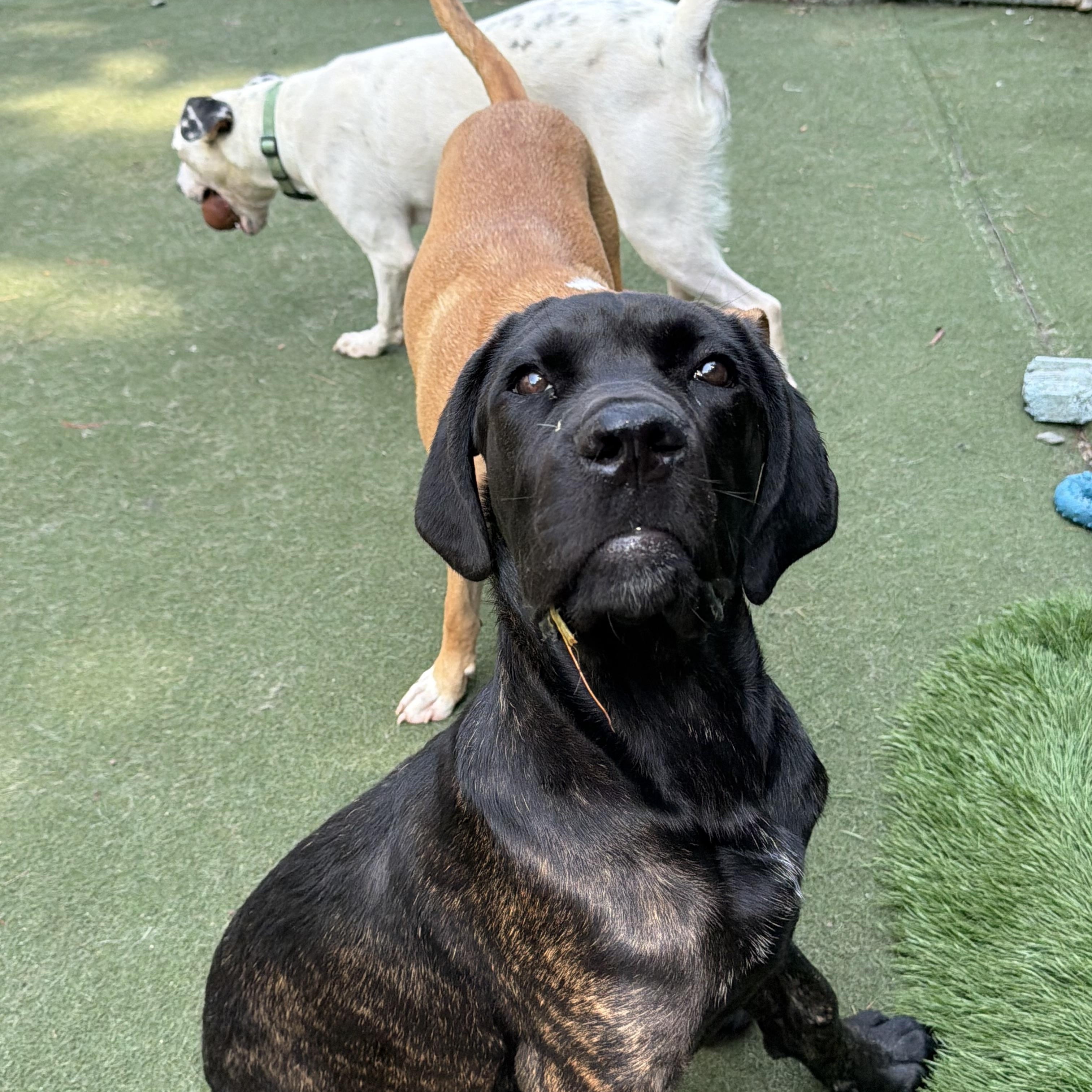 Thora, a ADOPTABLE Mastiff in Charlotte, NC image 6/6