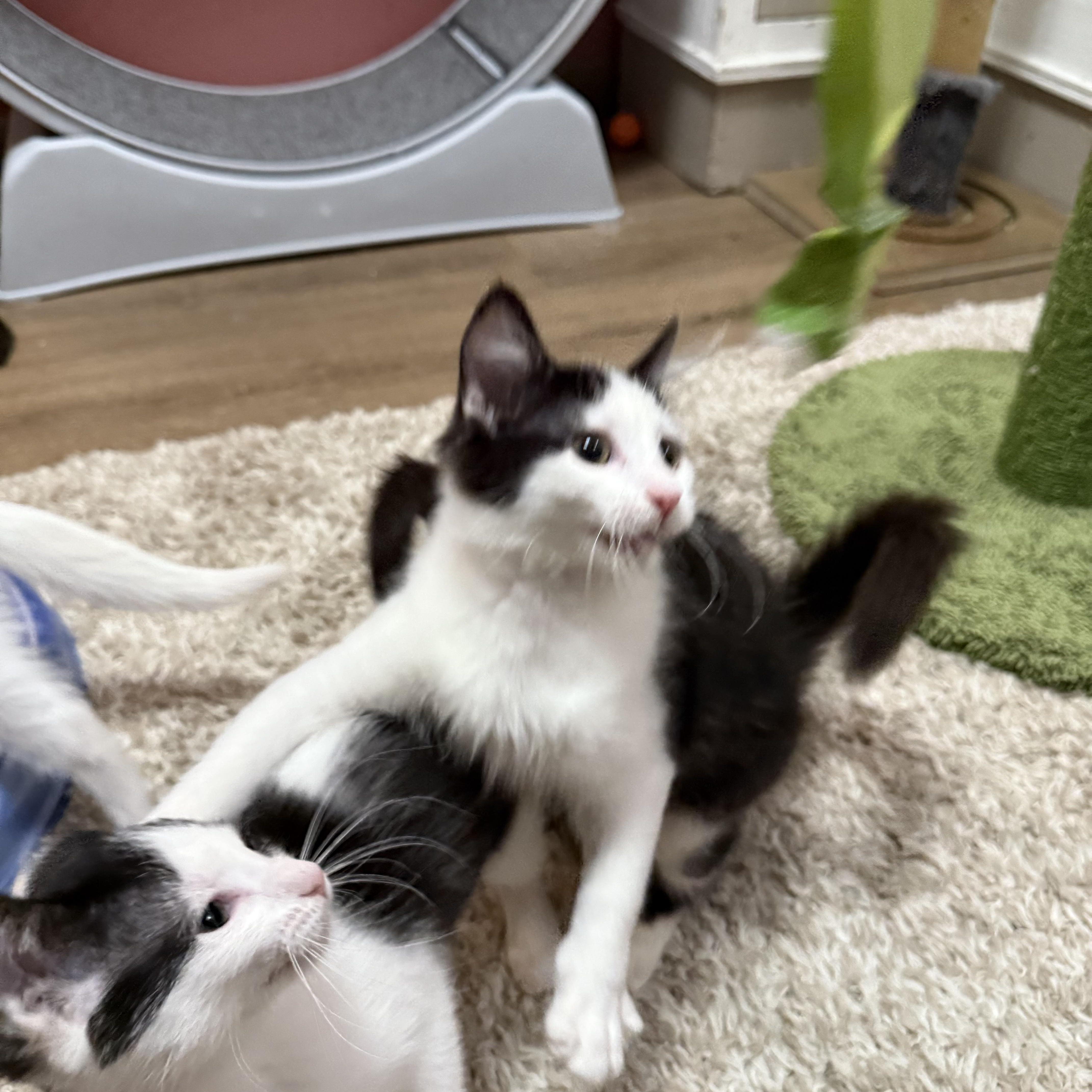 Enlarge Holly, a Adoptable mixed breed in Ellington, MO image 2/7