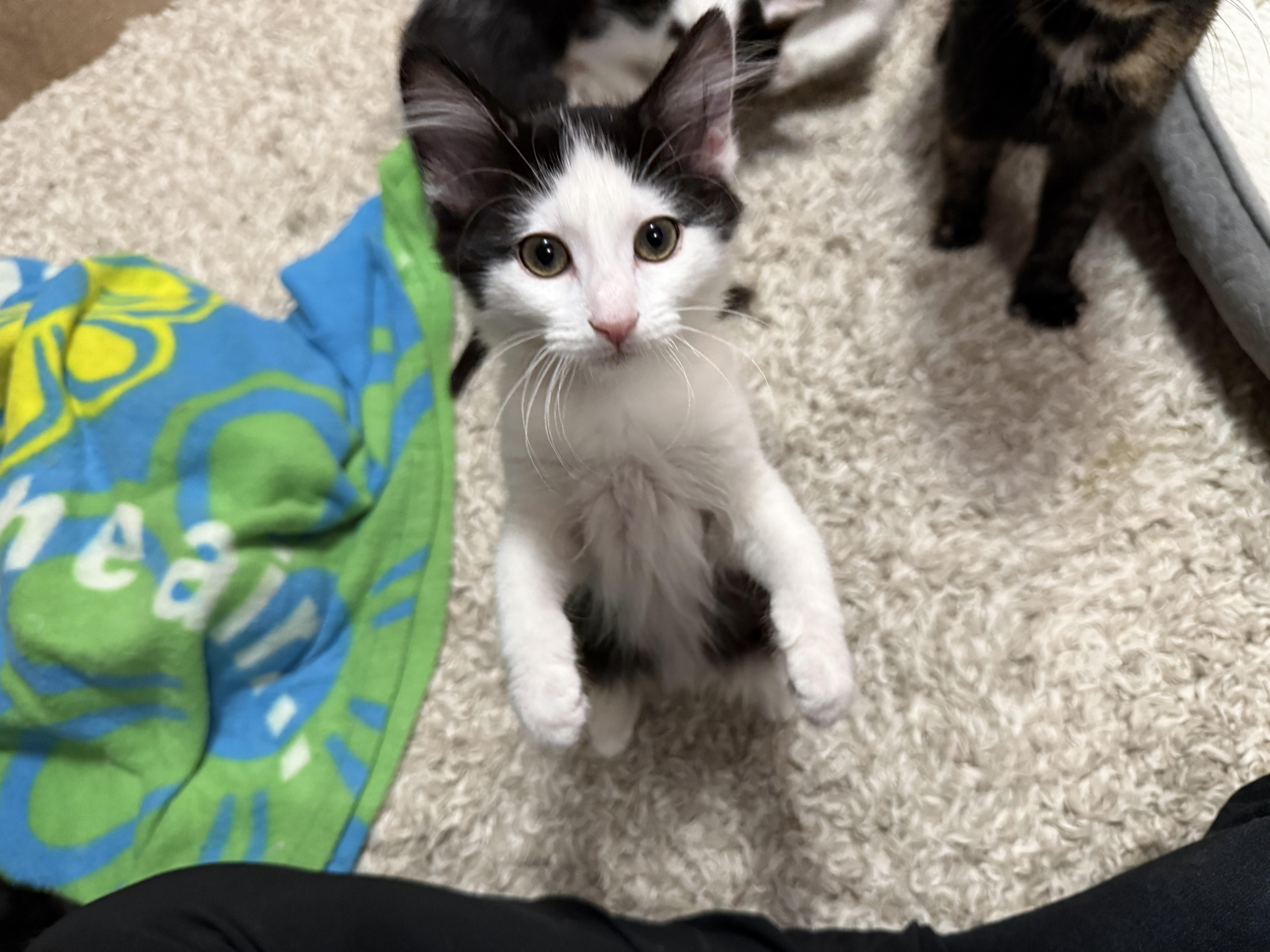 Enlarge Holly, a Adoptable mixed breed in Ellington, MO image 4/7