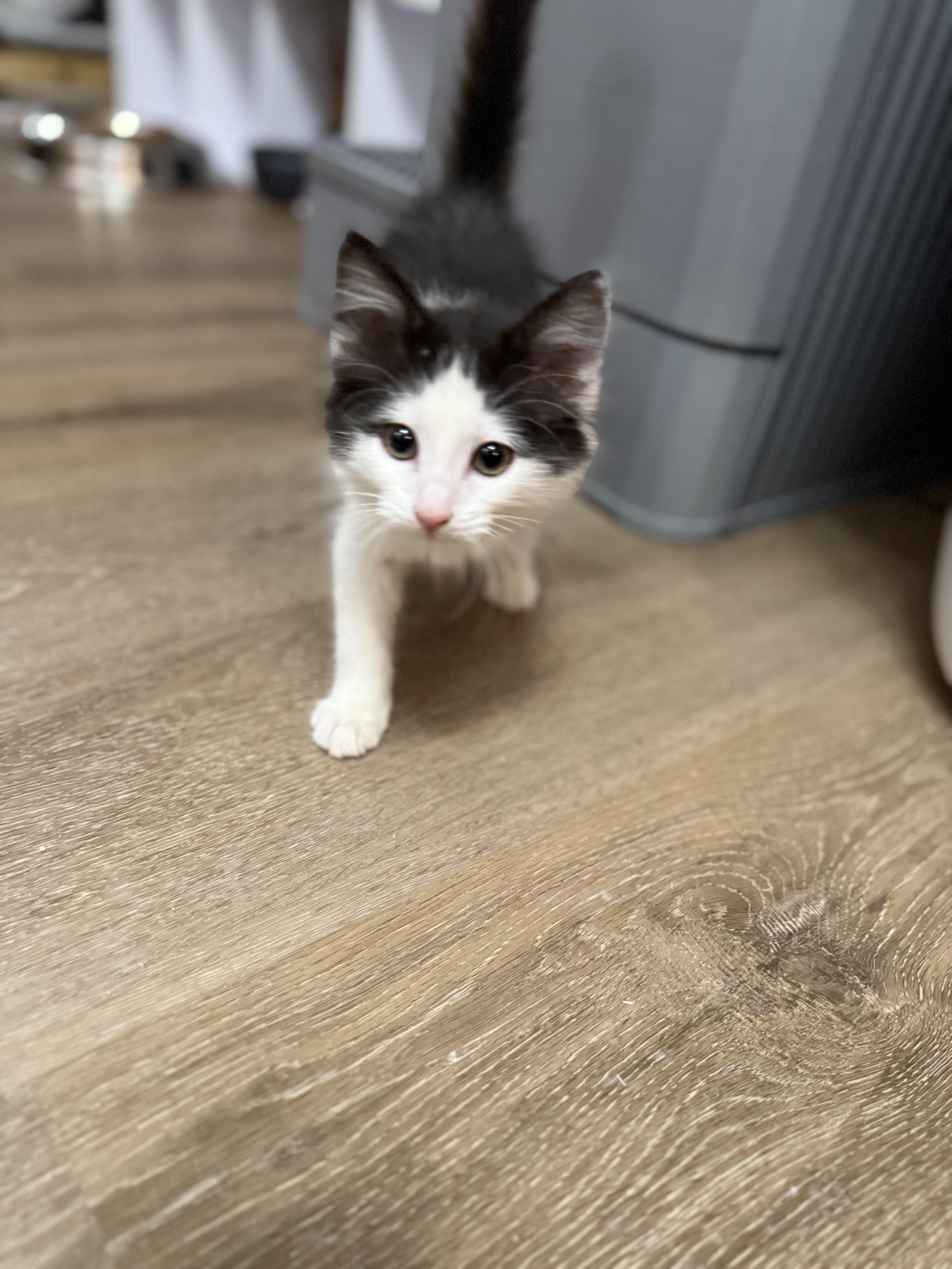 Enlarge Holly, a Adoptable mixed breed in Ellington, MO image 5/7