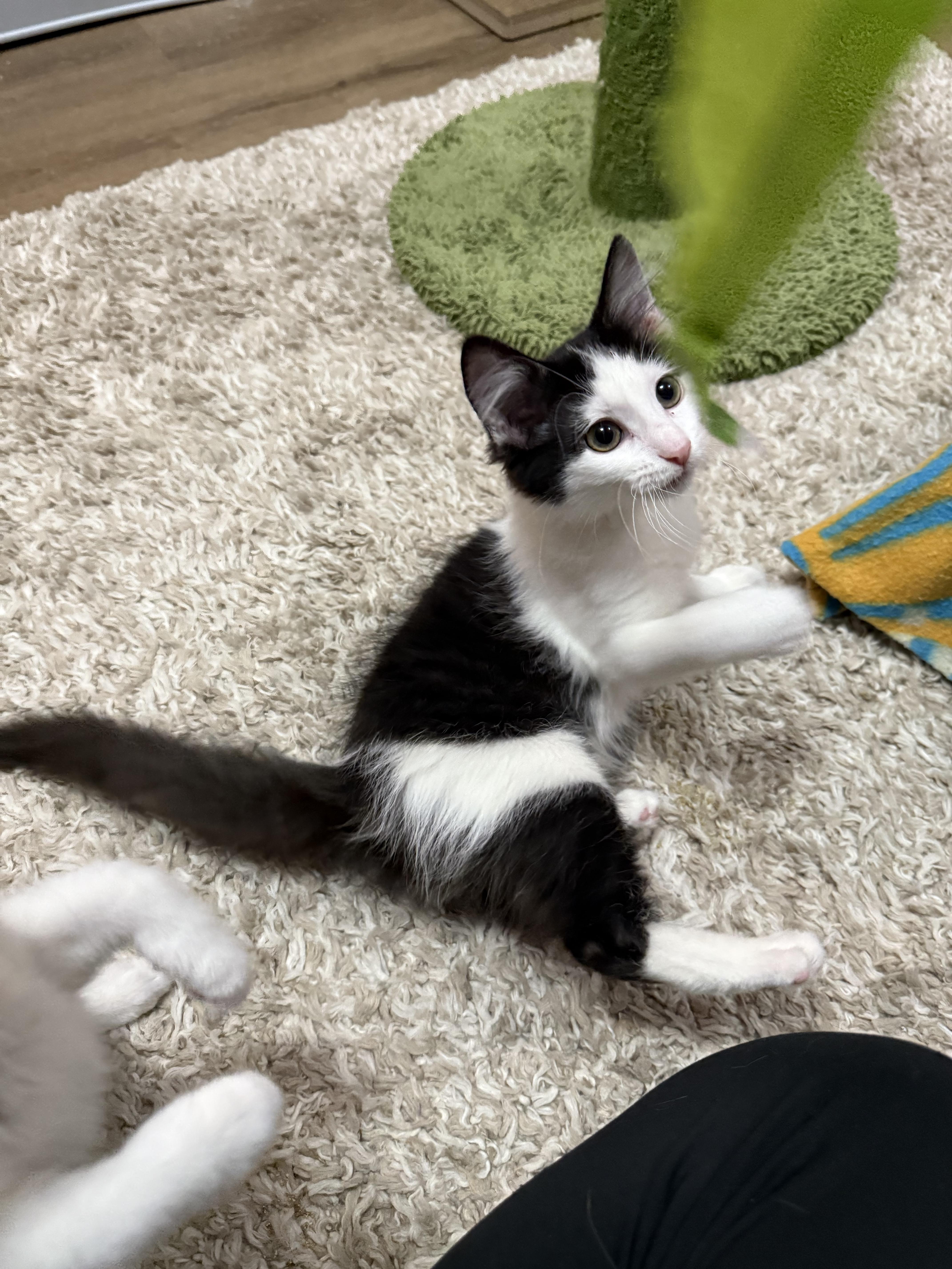 Holly, Adoptable, Kitten Female American Shorthair.