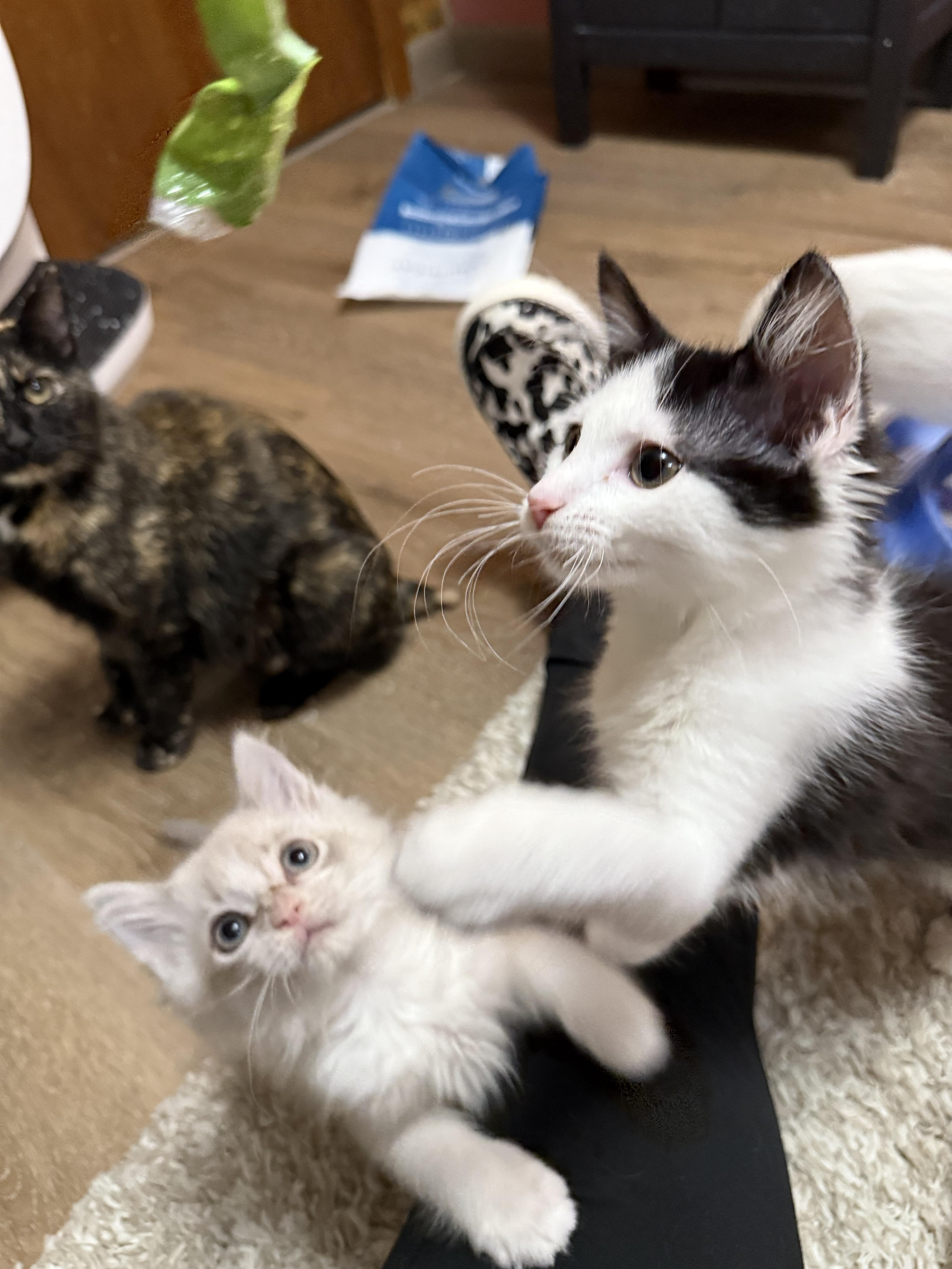 Enlarge Holly, a Adoptable mixed breed in Ellington, MO image 6/7