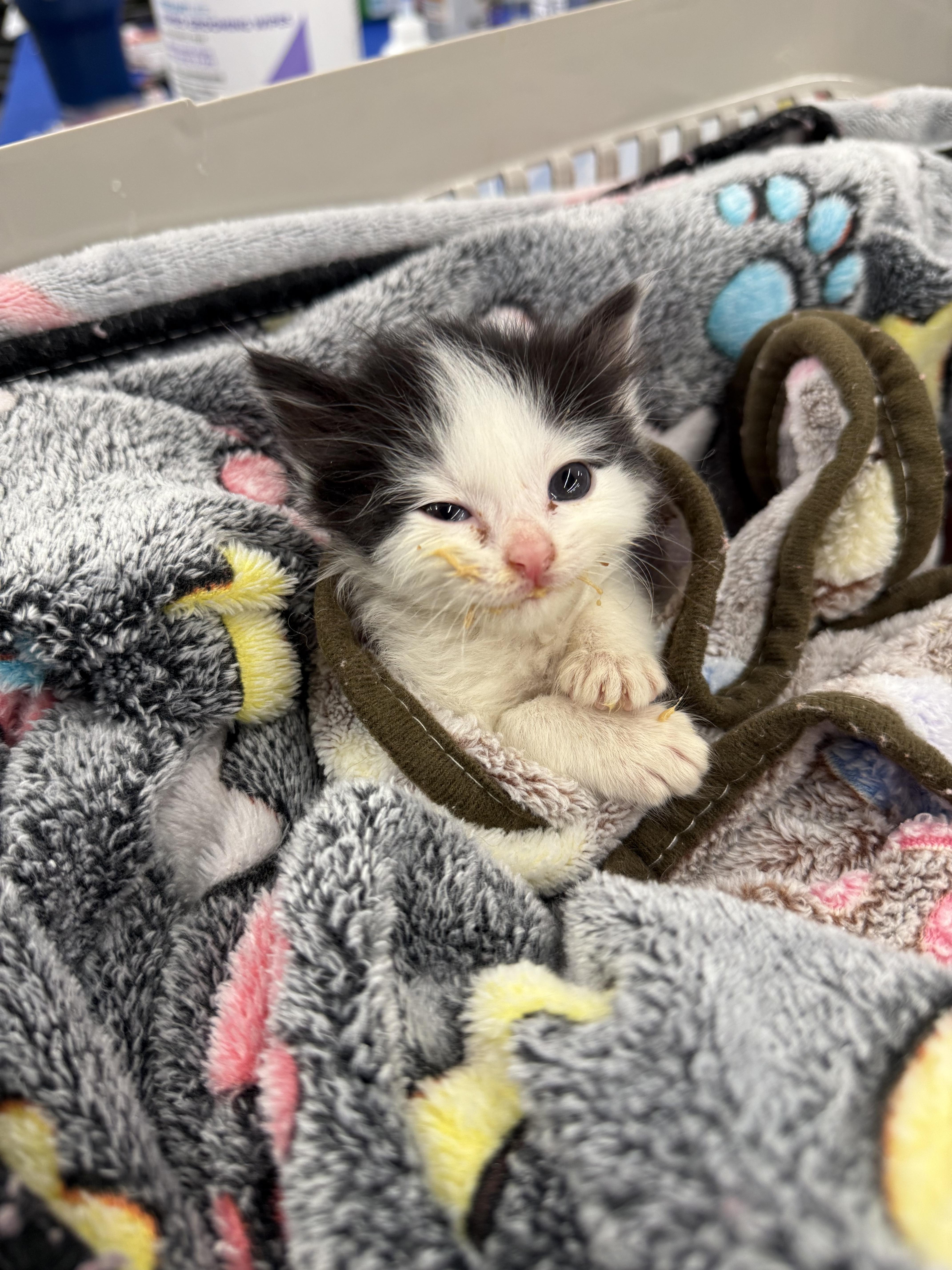 Enlarge Holly, a Adoptable mixed breed in Ellington, MO image 7/7