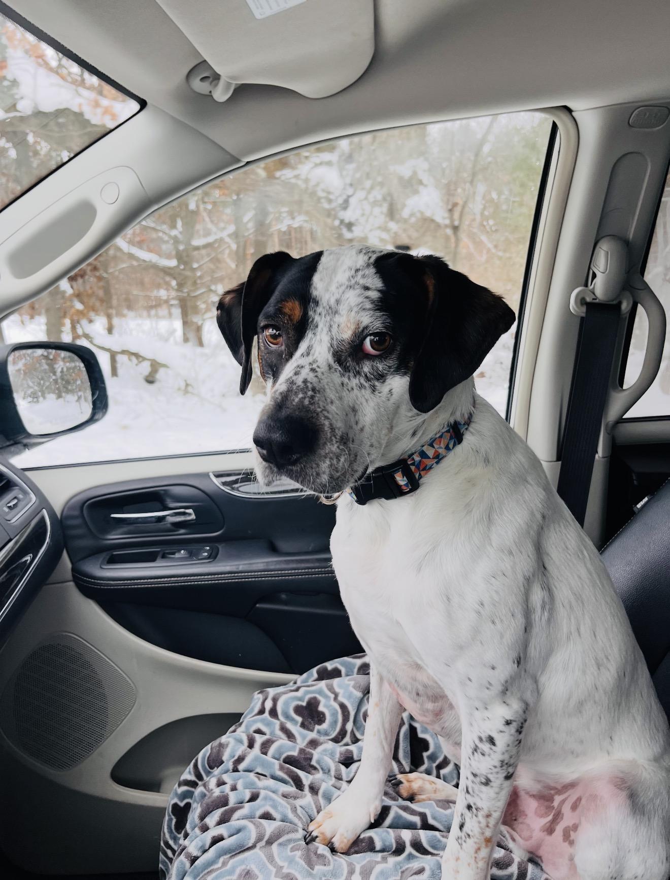 Emitt , a ADOPTABLE Coonhound in Grand Haven, MI image 4/4